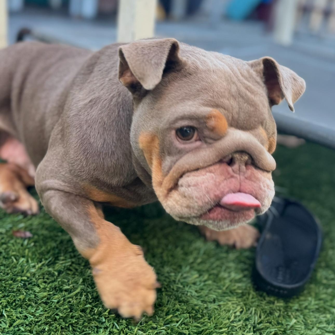 Enlarge Wilma, a Adoptable English Bulldog in Riverside, CA image 3/4