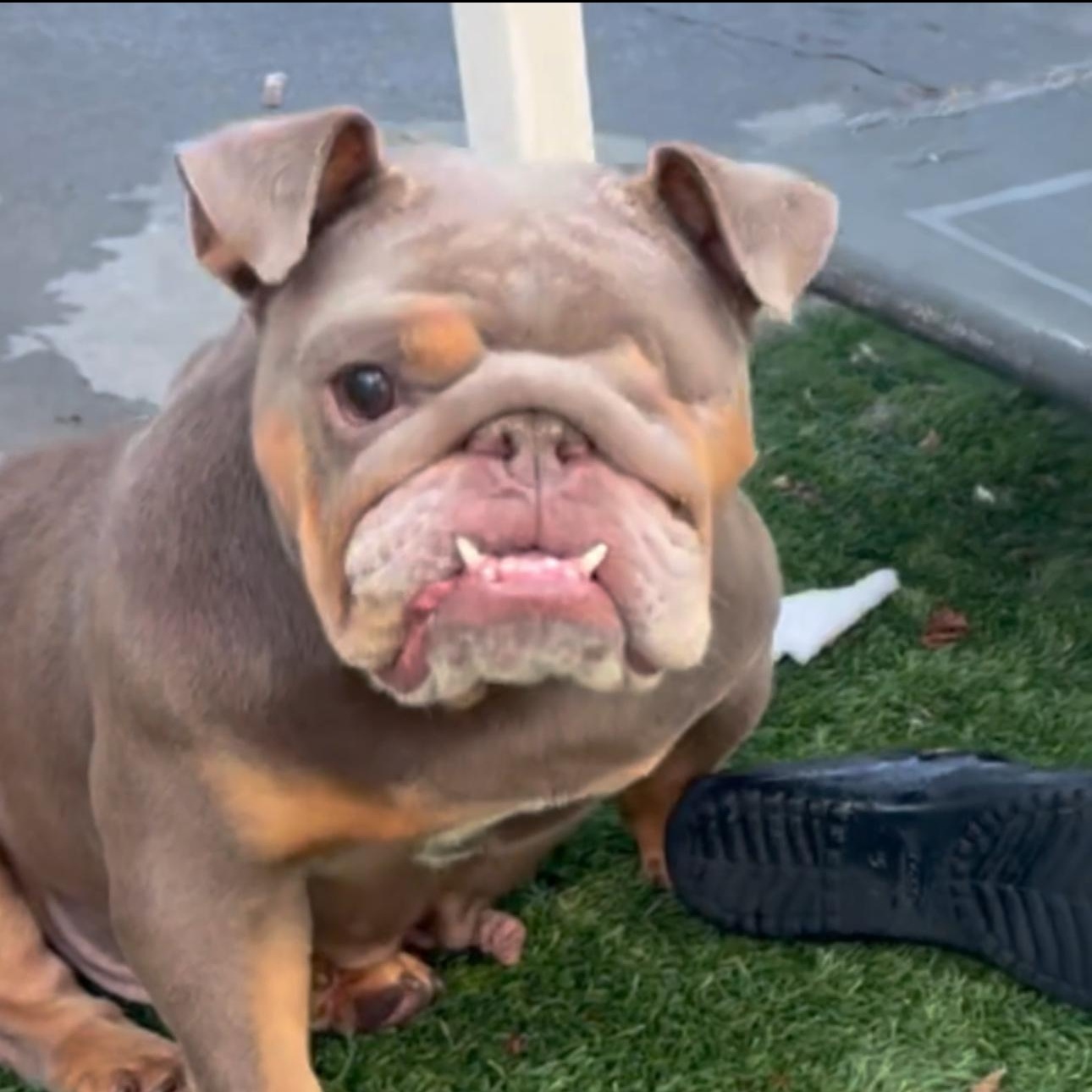 Enlarge Wilma, a Adoptable English Bulldog in Riverside, CA image 1/4