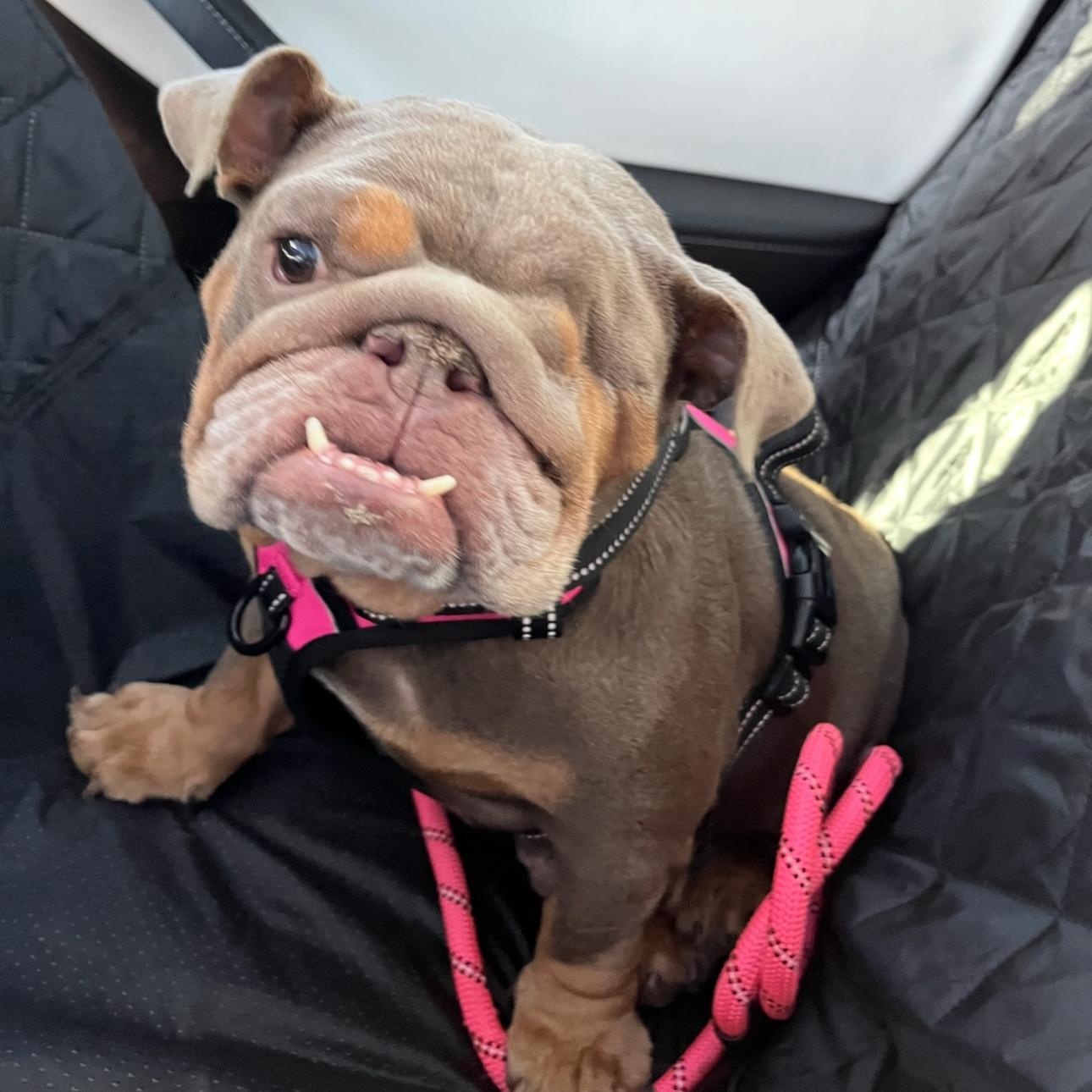 Enlarge Wilma, a Adoptable English Bulldog in Riverside, CA image 2/4