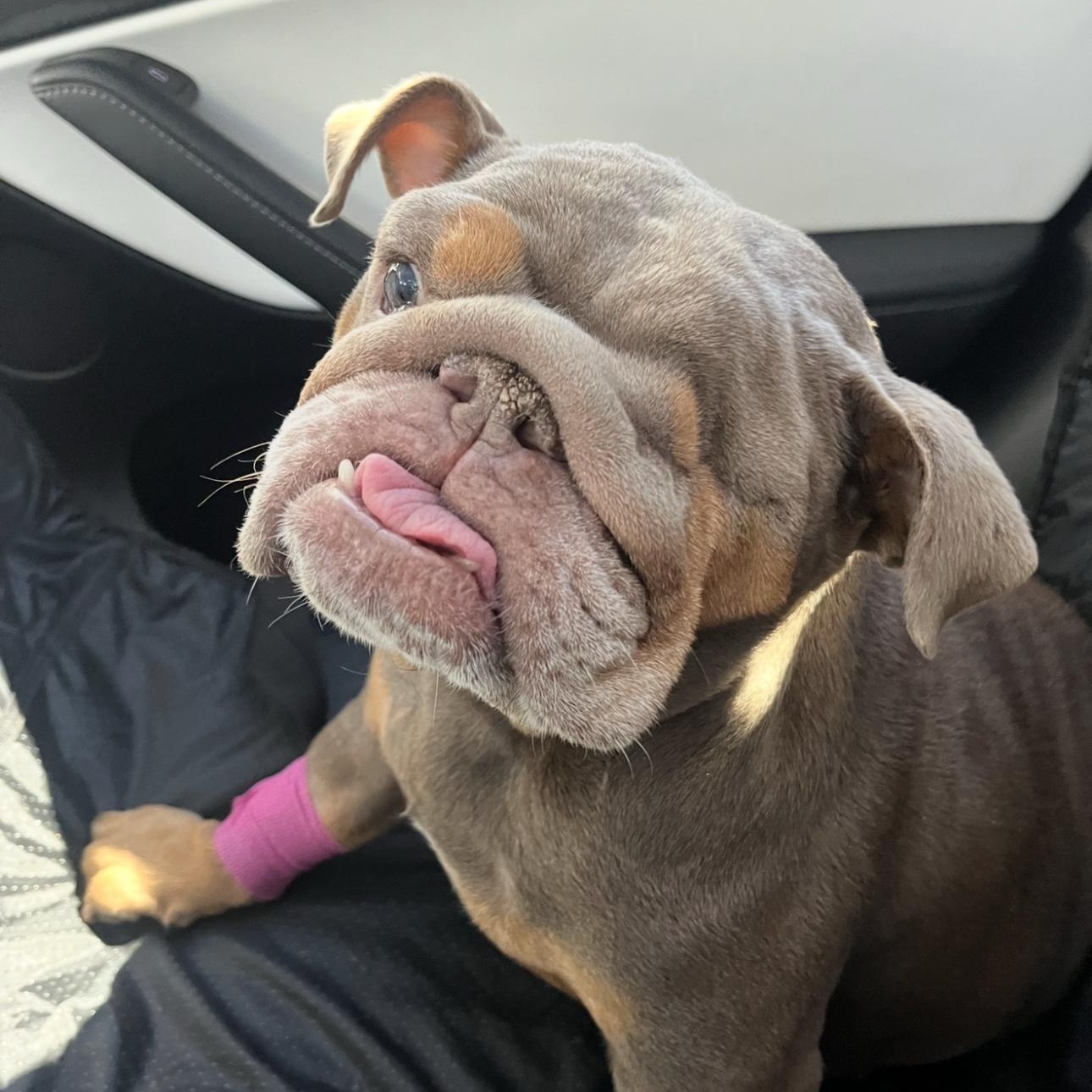 Enlarge Wilma, a Adoptable English Bulldog in Riverside, CA image 4/4