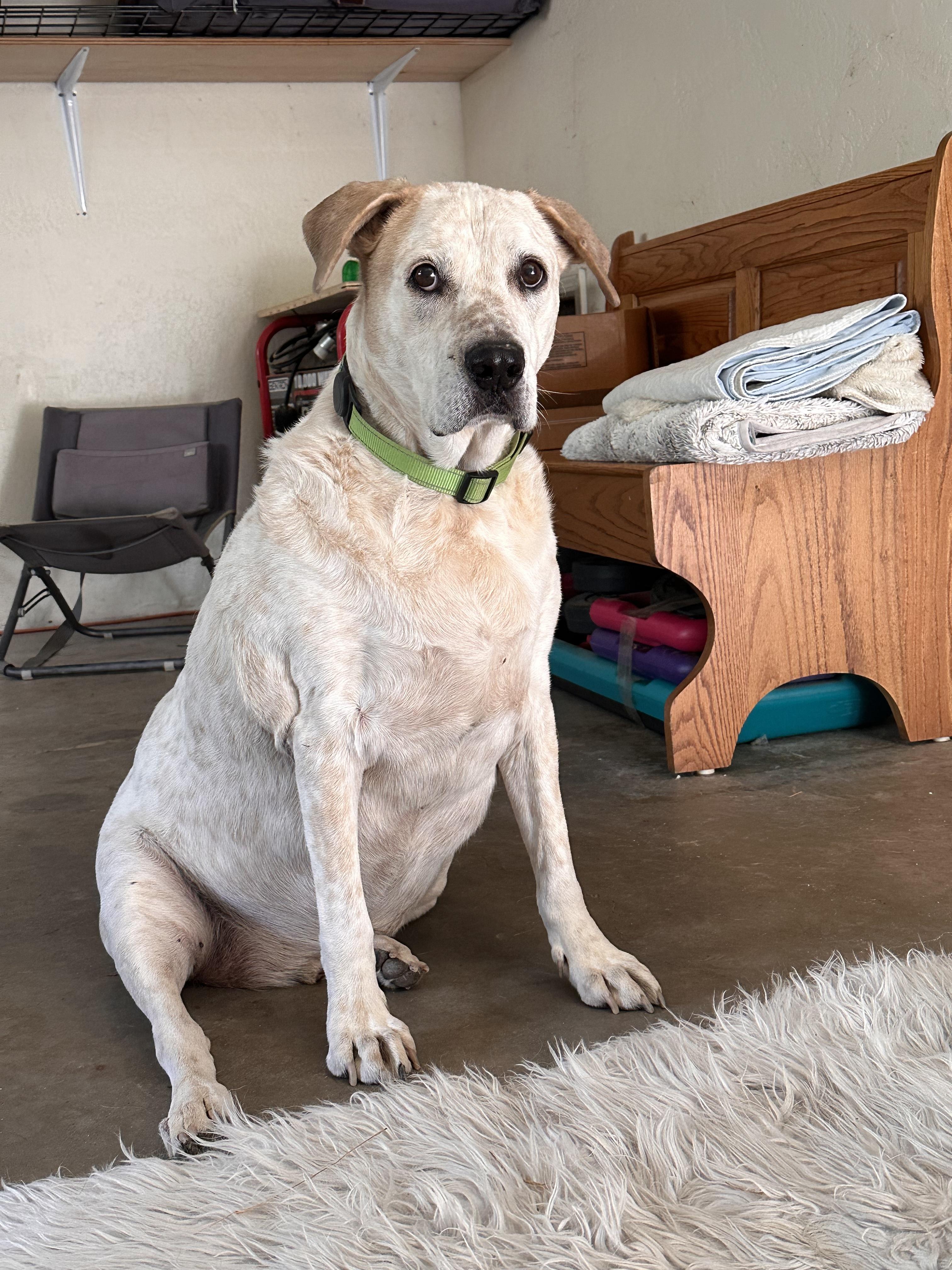 Enlarge MEEKO, a Adoptable mixed breed in Prescott, AZ image 4/5