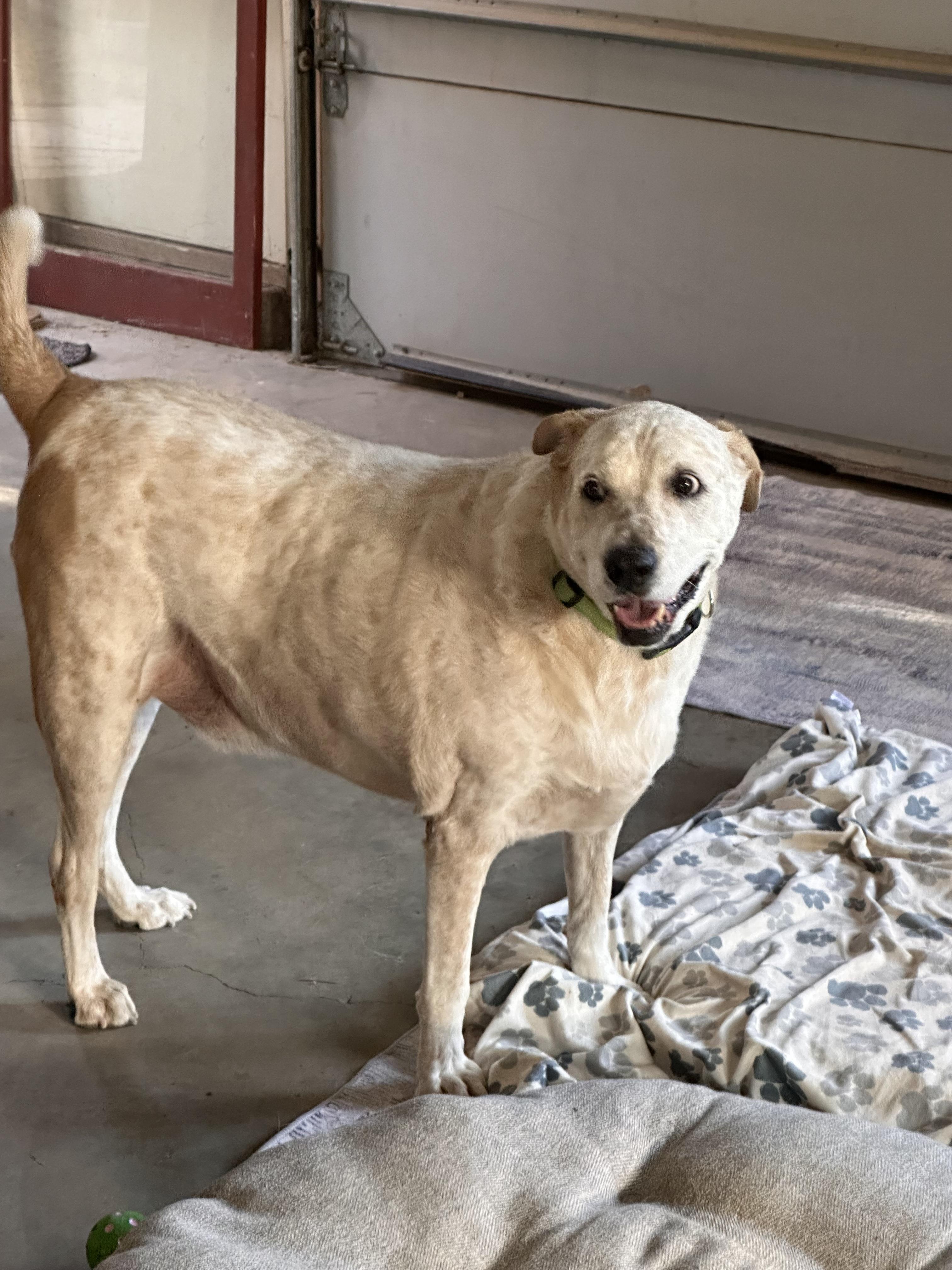 MEEKO, Adoptable, Adult Male Labrador Retriever & Australian Cattle Dog / Blue Heeler.