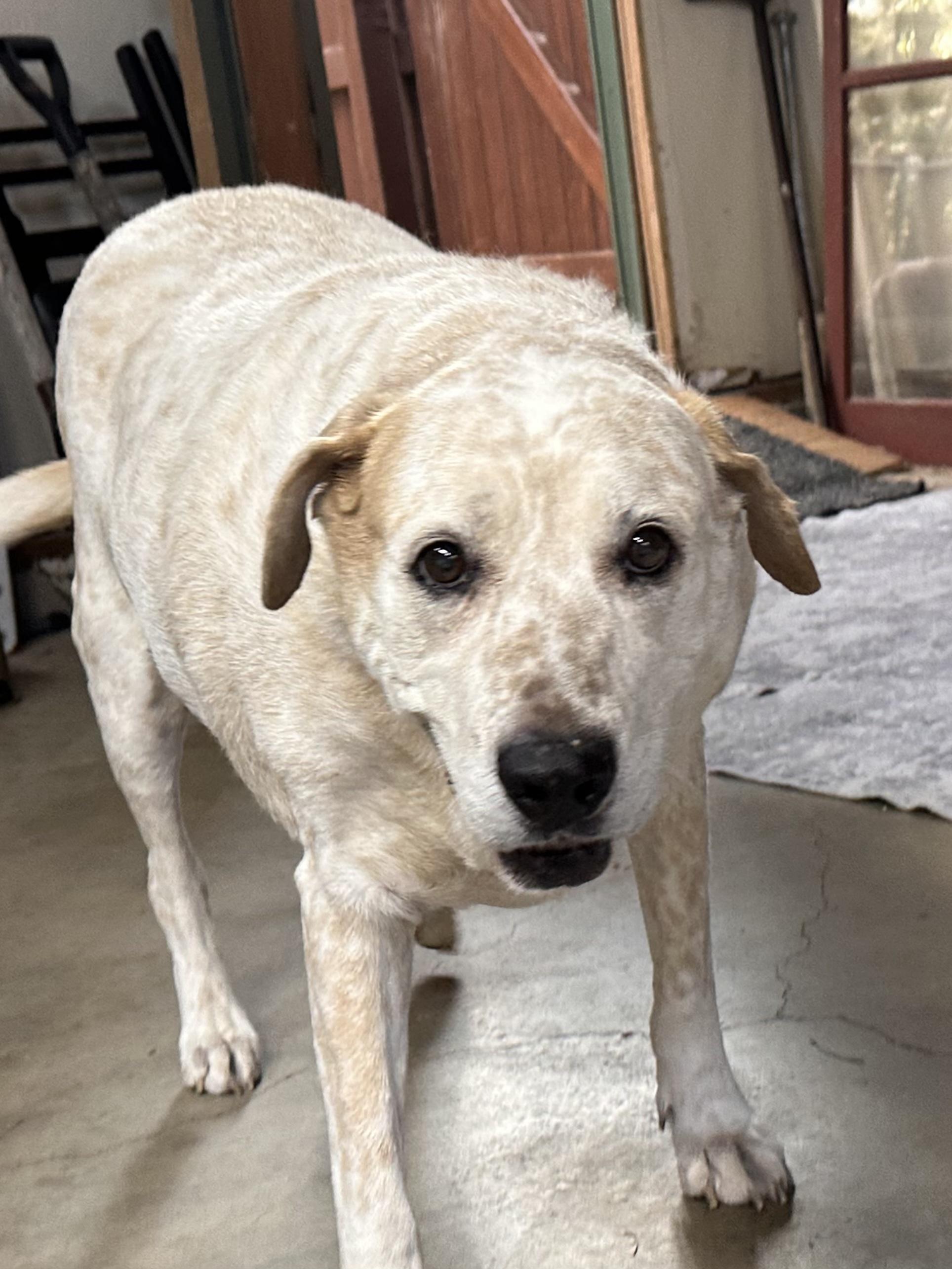 Enlarge MEEKO, a Adoptable mixed breed in Prescott, AZ image 3/5