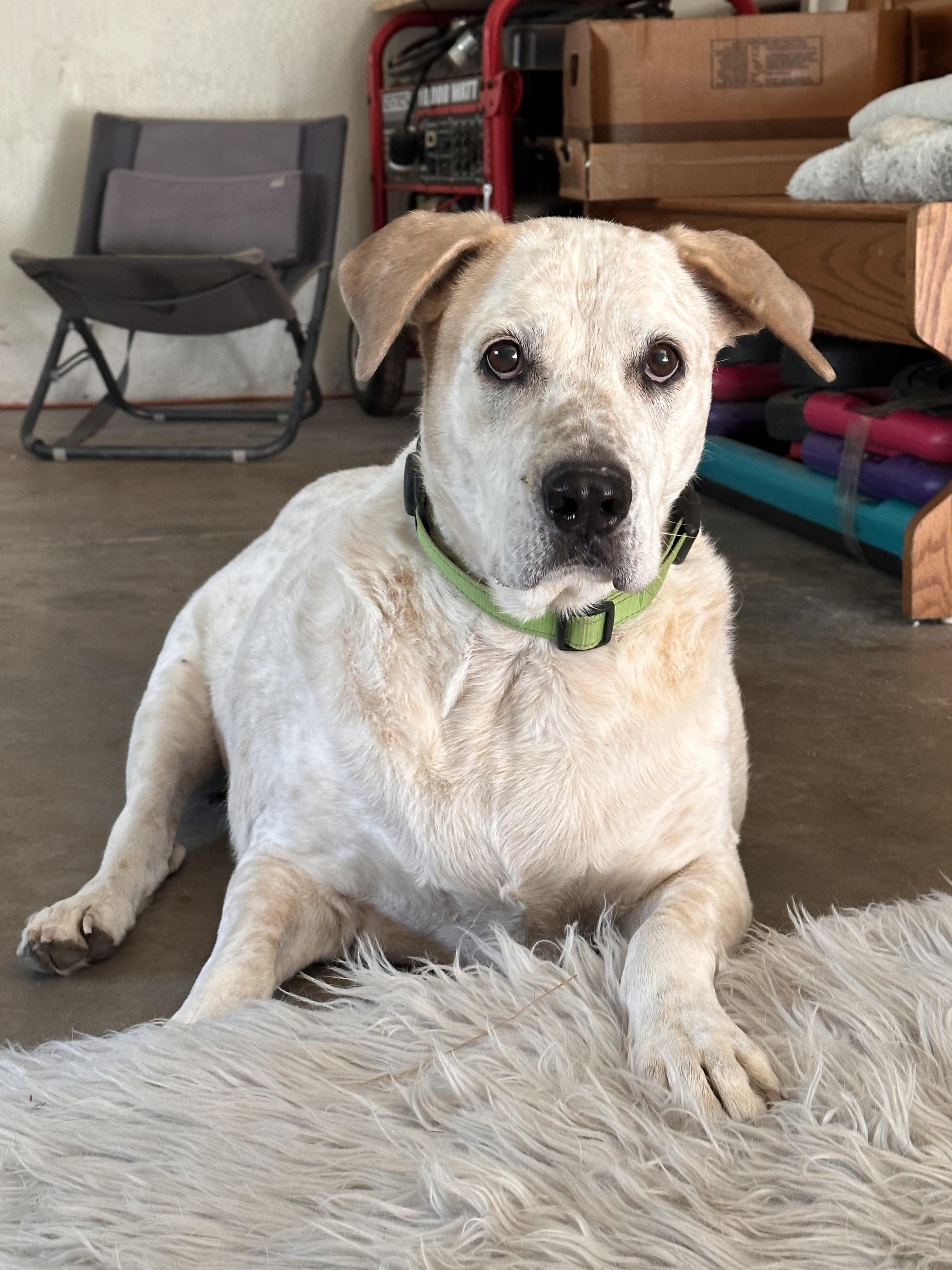 Enlarge MEEKO, a Adoptable mixed breed in Prescott, AZ image 5/5