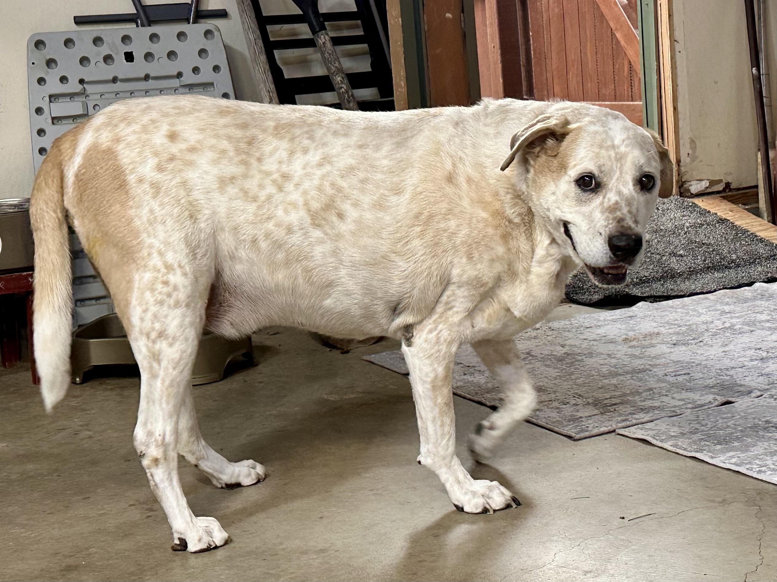 Enlarge MEEKO, a Adoptable mixed breed in Prescott, AZ image 2/5