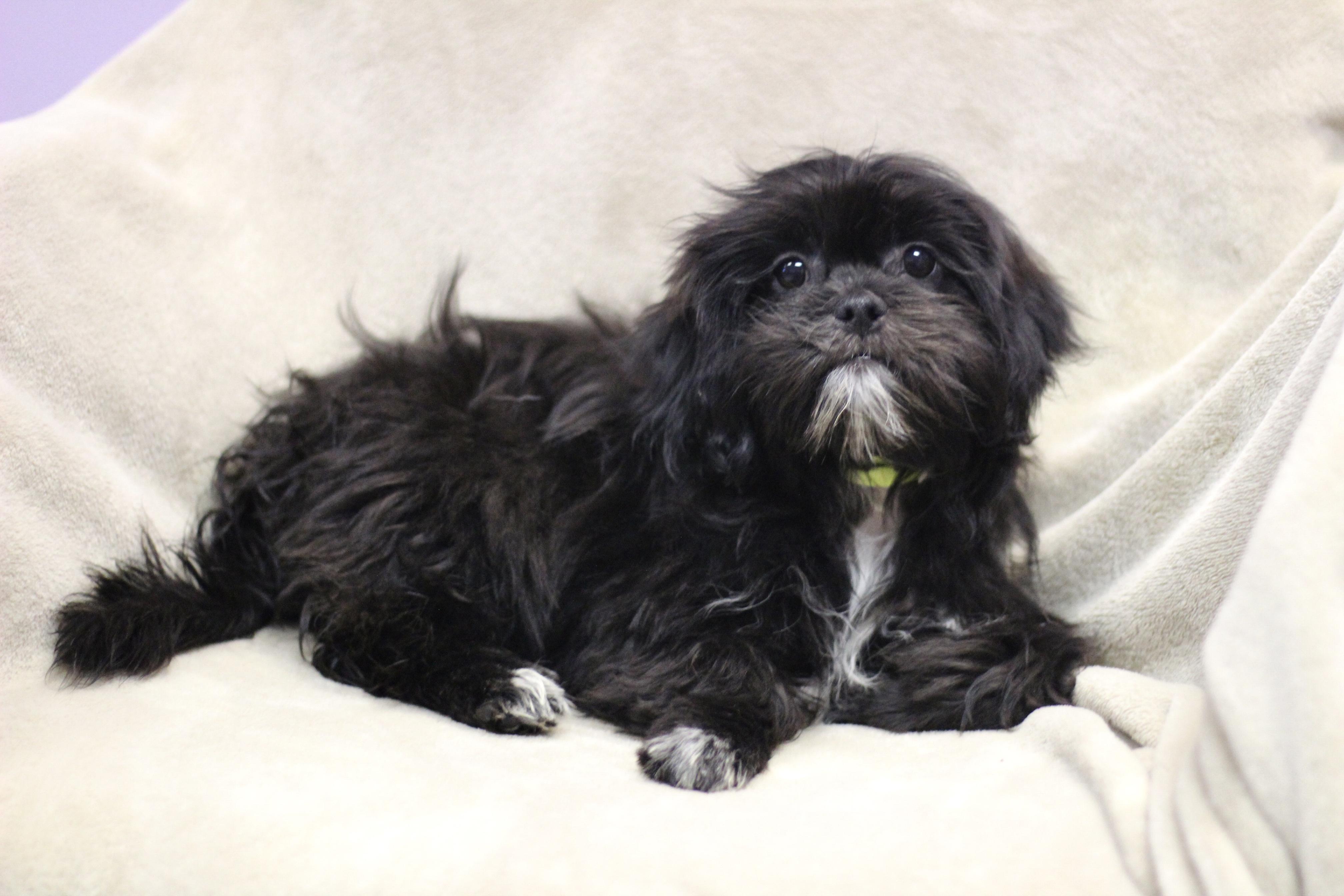 Poppy in NH. Come Meet our Adoptable Dogs Wednesday-Saturday. More info in Bio, Adoptable, Puppy Female Lhasa Apso.