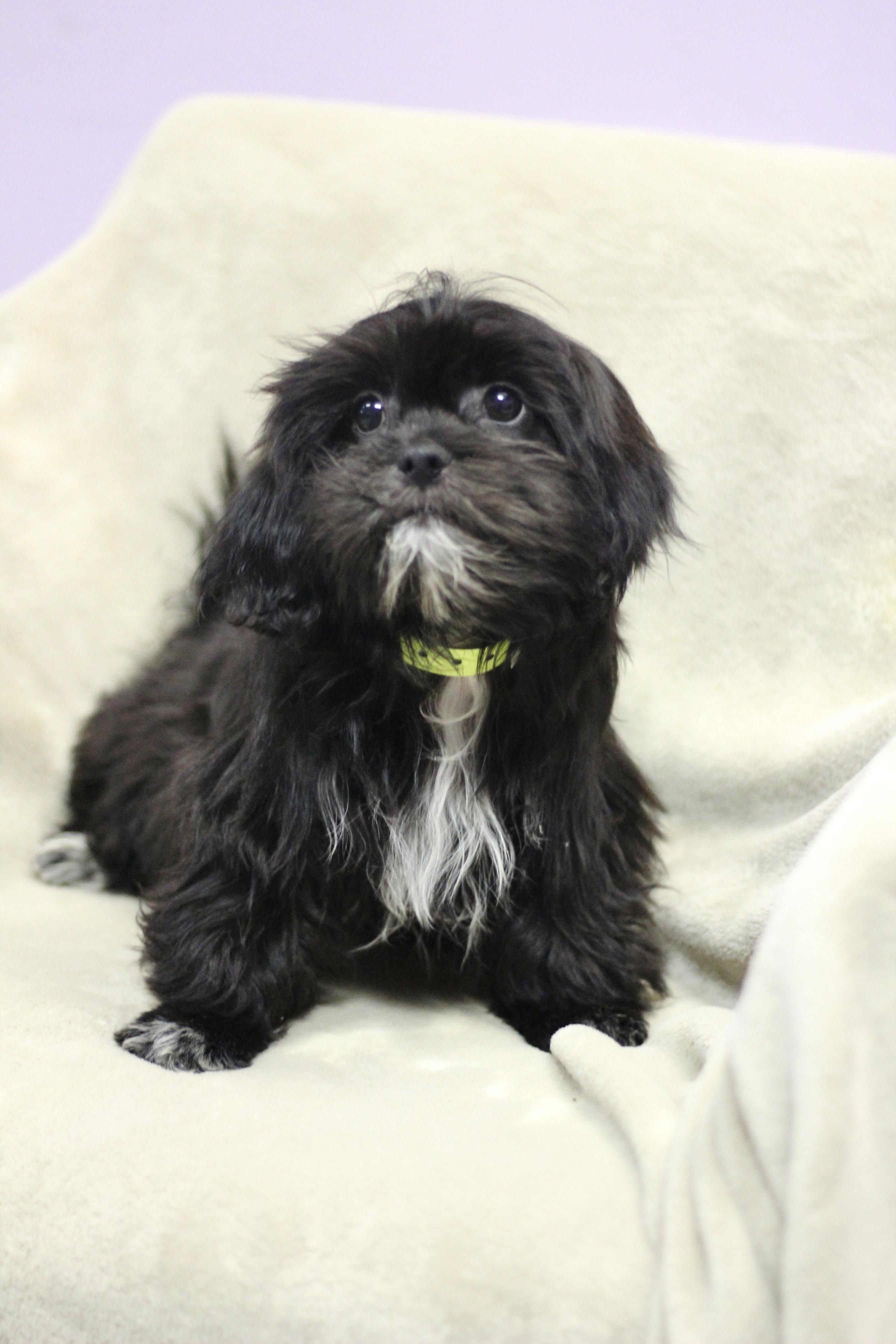 Enlarge Poppy in NH. Come Meet our Adoptable Dogs Wednesday-Saturday. More info in Bio, a Adoptable mixed breed in Manchester, NH image 2/2
