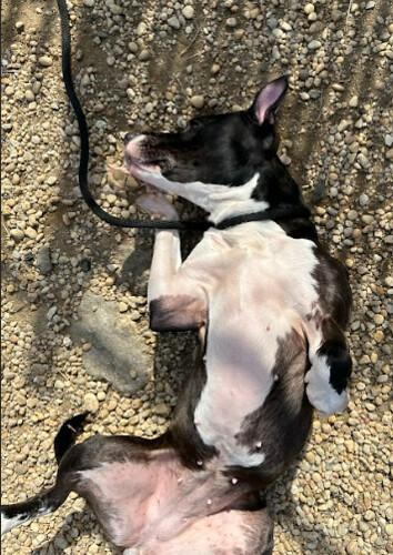 Enlarge Matcha, an adoptable Mixed Breed in Philadelphia, PA image 3/6