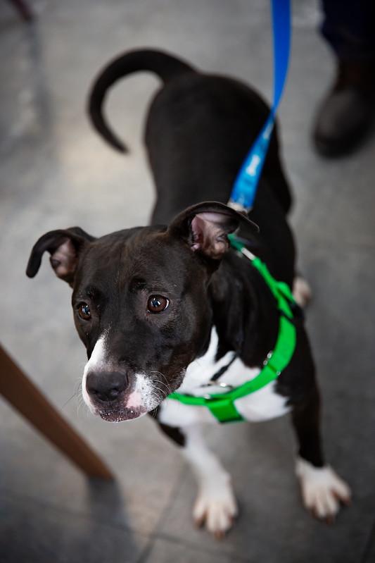 Enlarge Matcha, an adoptable Mixed Breed in Philadelphia, PA image 2/6