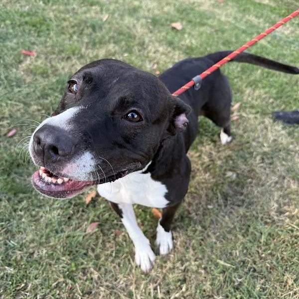 Enlarge Matcha, an adoptable Mixed Breed in Philadelphia, PA image 4/6