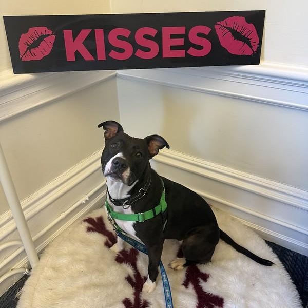 Matcha, adoptable, Adult Female Mixed Breed.