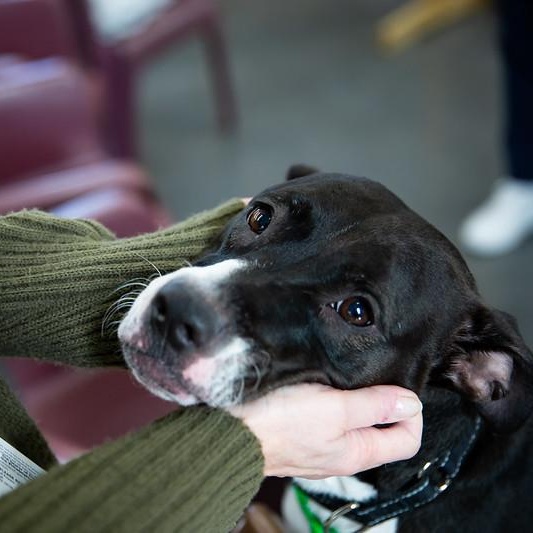 Matcha, adoptable, Adult Female Mixed Breed.