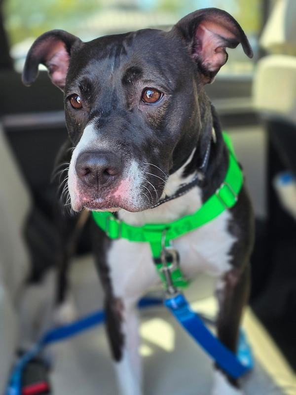 Enlarge Matcha, an adoptable Mixed Breed in Philadelphia, PA image 6/6