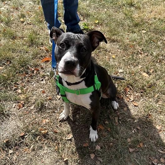 Enlarge Matcha, an adoptable Mixed Breed in Philadelphia, PA image 5/6