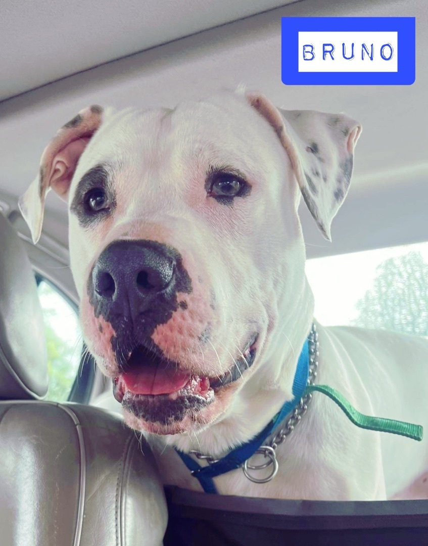 Bruno, a Adoptable mixed breed in Stockbridge, GA image 2/6