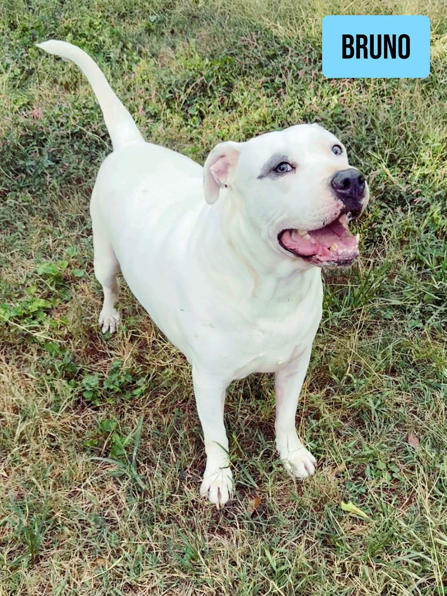 Bruno, a Adoptable mixed breed in Stockbridge, GA image 3/6
