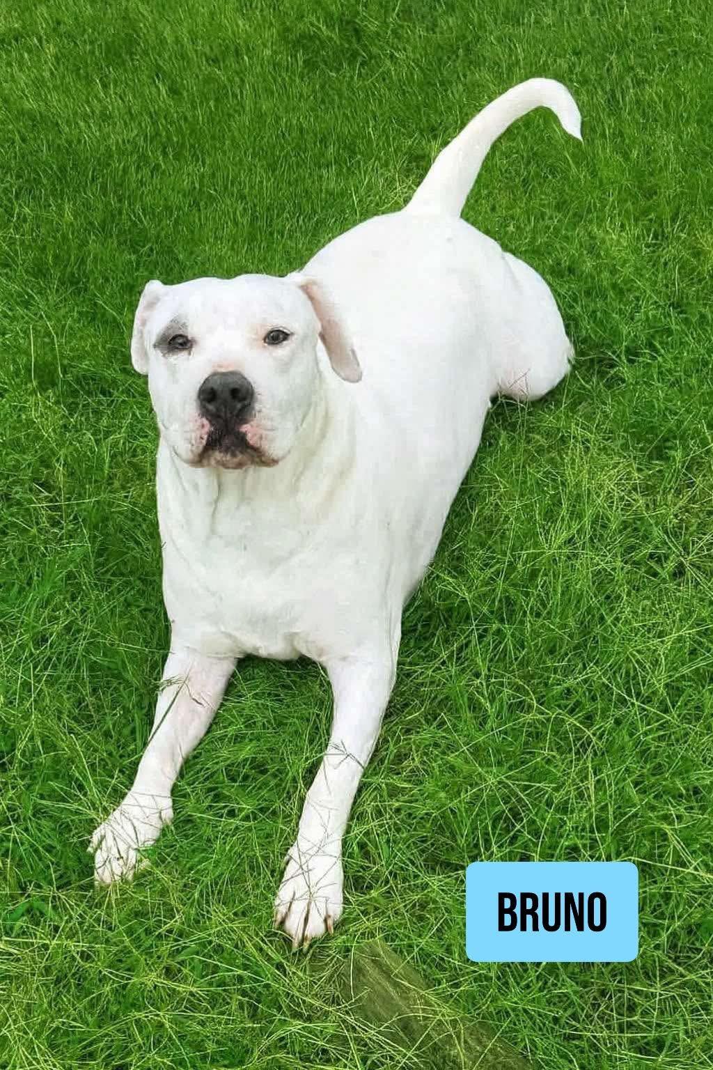 Bruno, Adoptable, Adult Male American Bulldog.