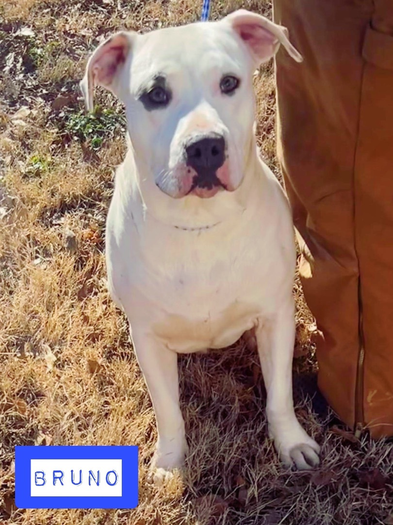 Bruno, a Adoptable mixed breed in Stockbridge, GA image 4/6