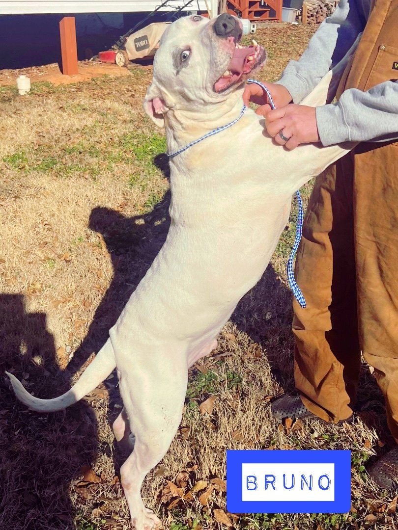 Bruno, a Adoptable mixed breed in Stockbridge, GA image 5/6