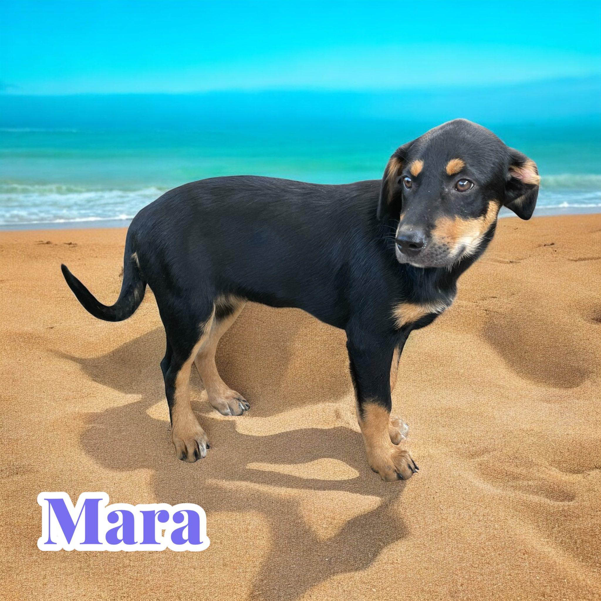 Mara