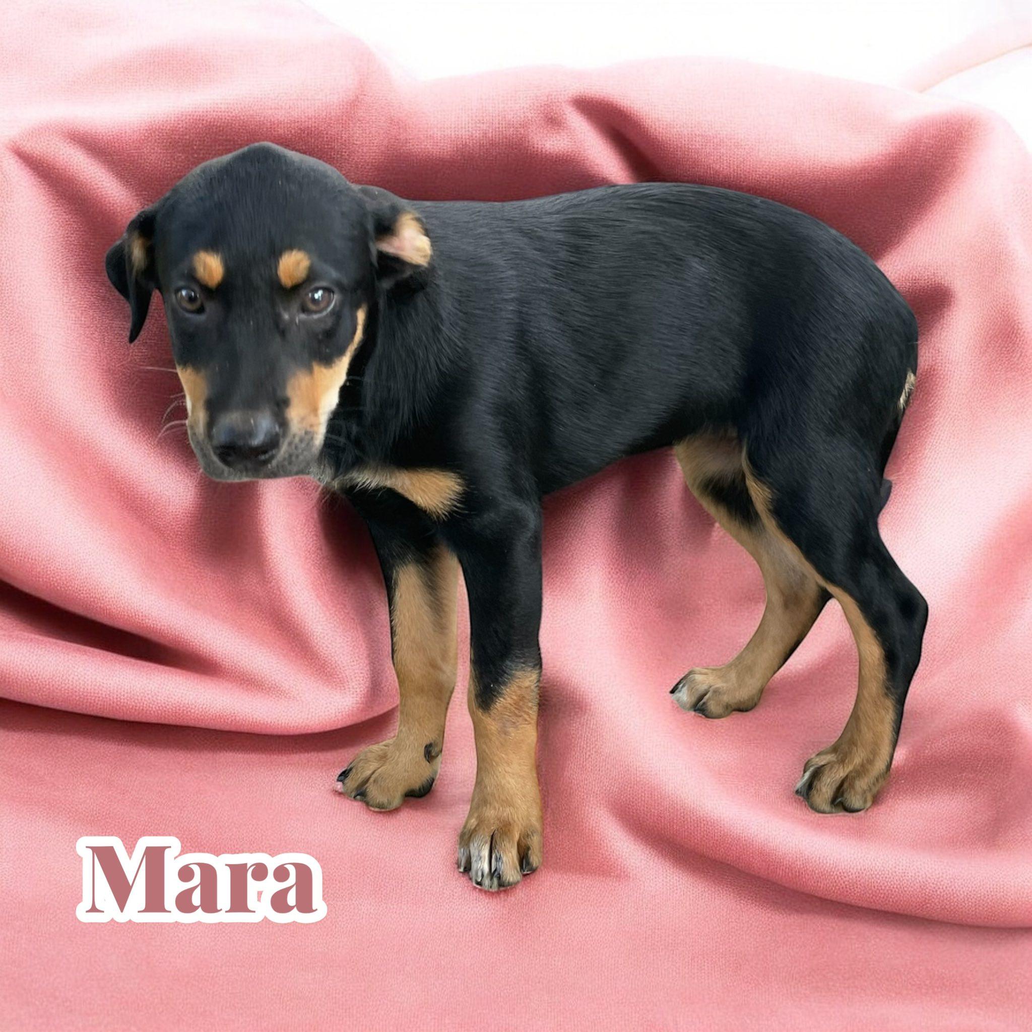 Mara