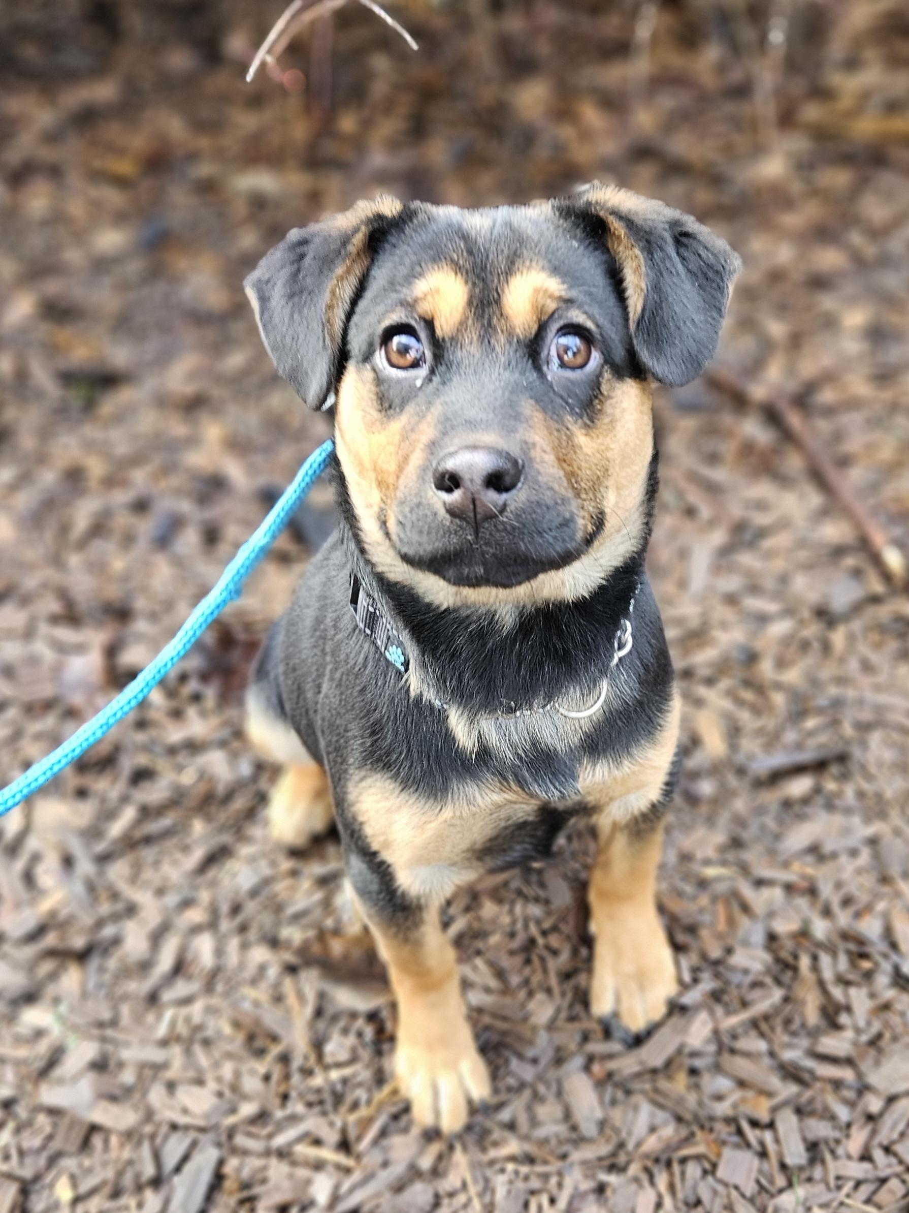 Enlarge Ginger, an adopted mixed breed in Junction City, OR image 2/5