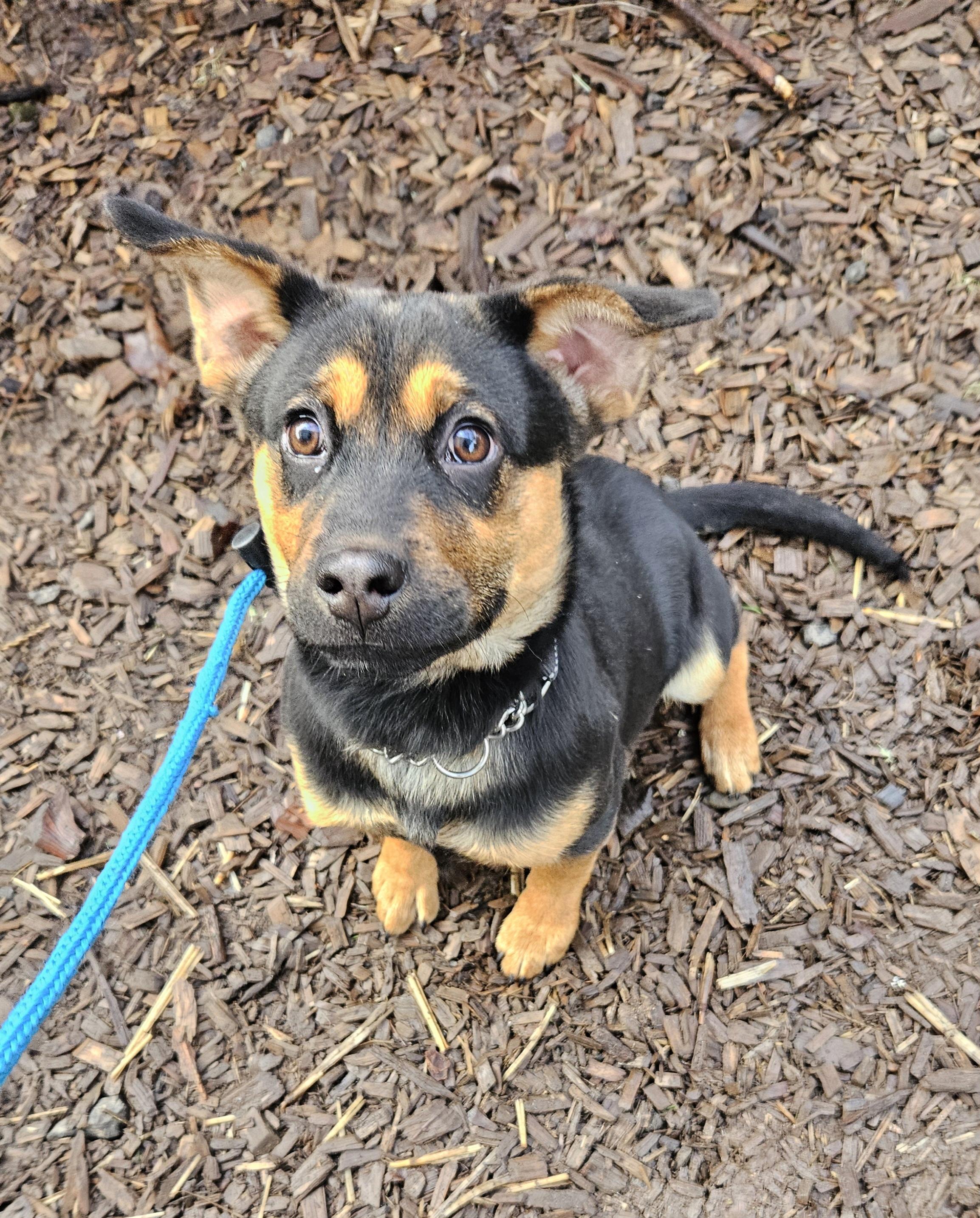 Enlarge Ginger, an adopted mixed breed in Junction City, OR image 3/5