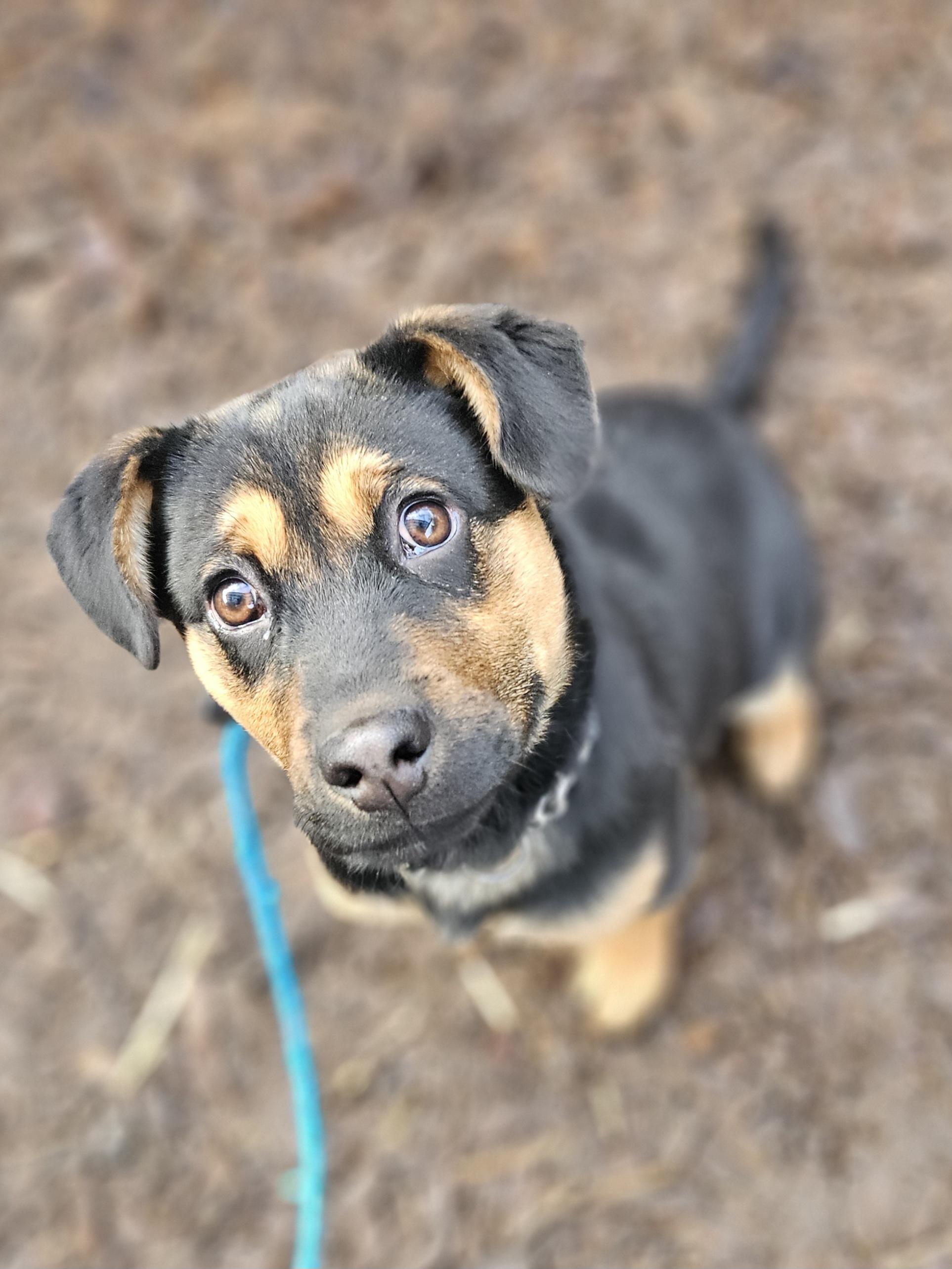 Enlarge Ginger, an adopted mixed breed in Junction City, OR image 5/5