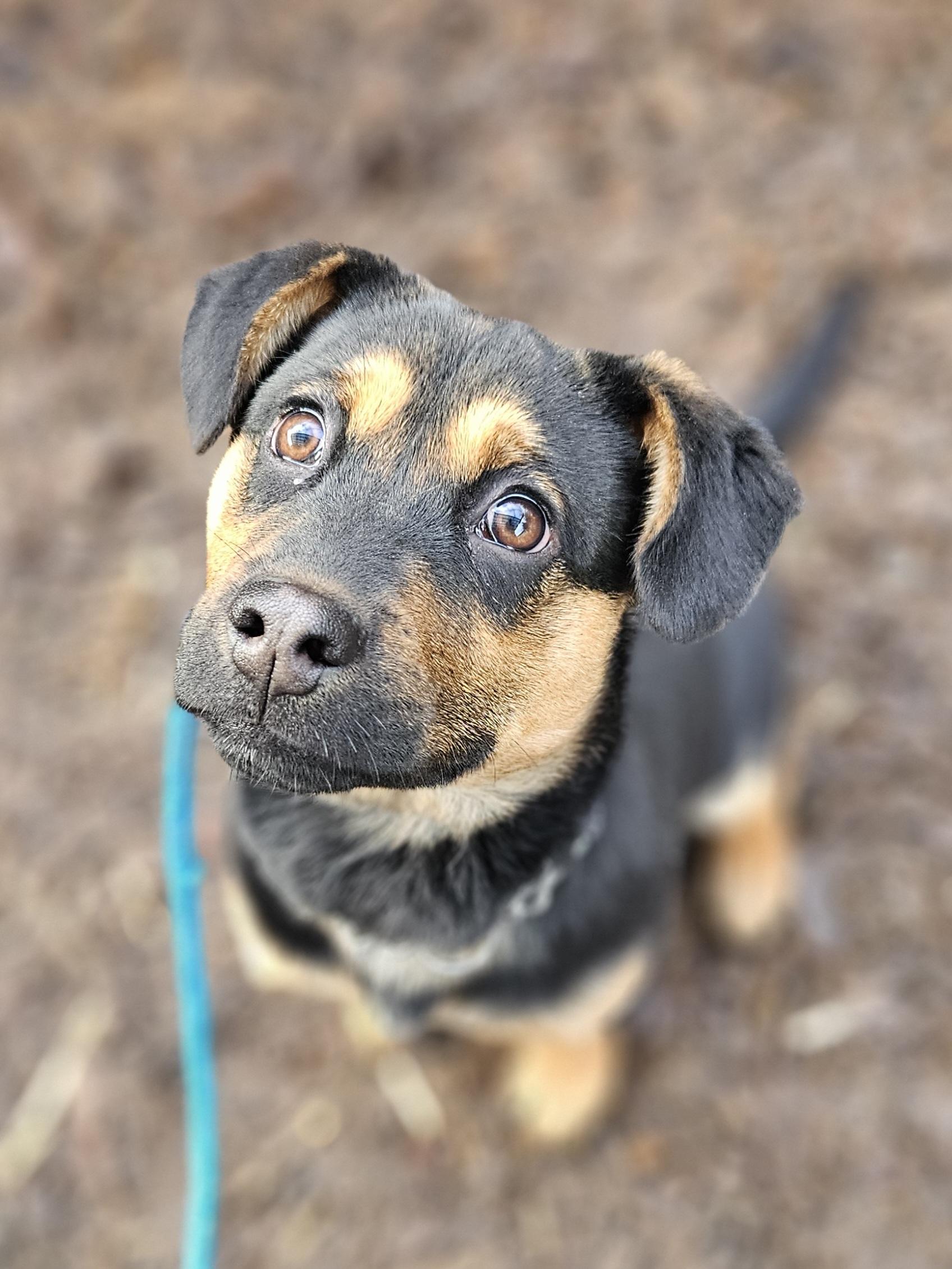 Enlarge Ginger, an adopted mixed breed in Junction City, OR image 1/5