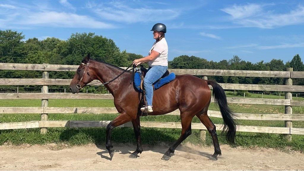 Western Toro (Toro), Adoptable, Adult Male Standardbred.