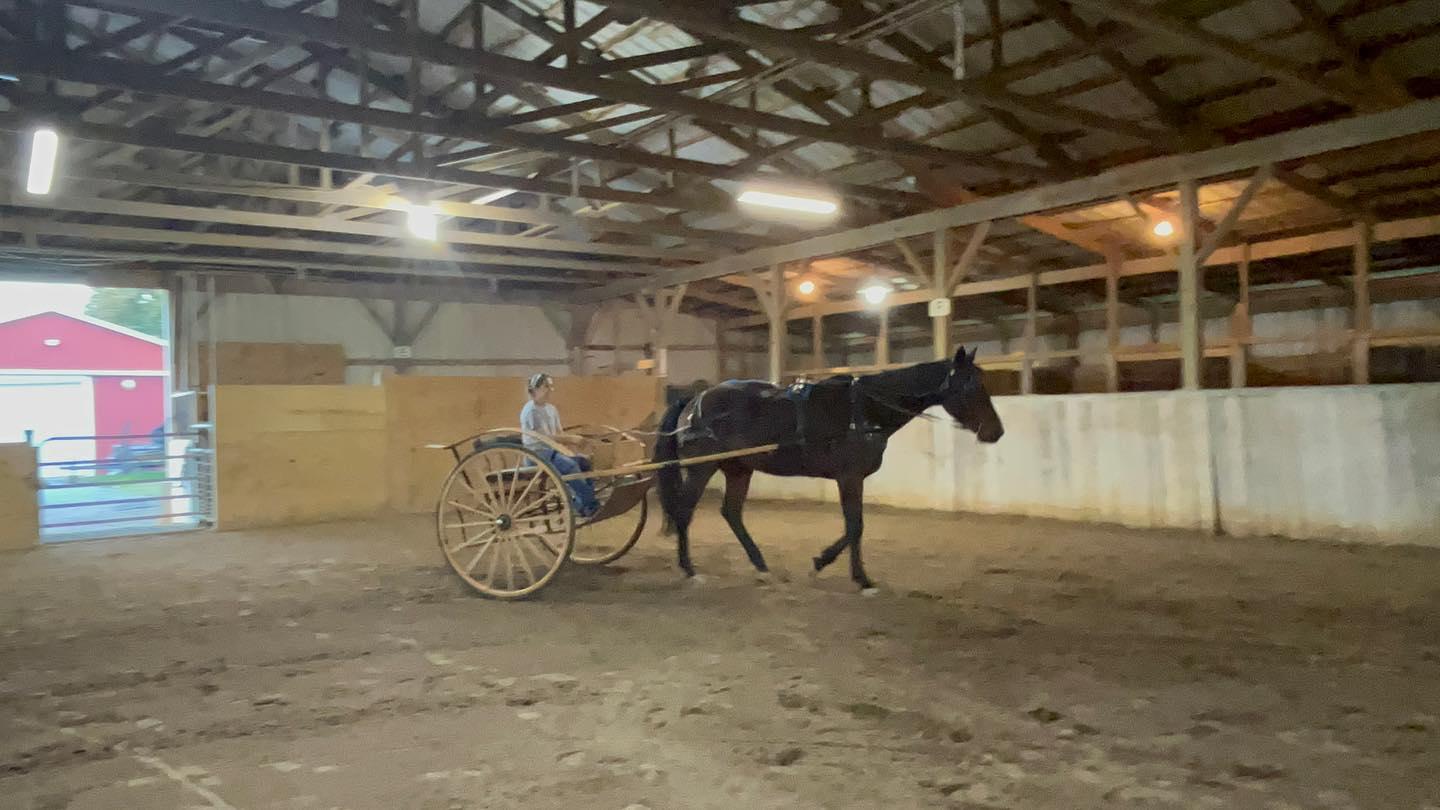 Western Toro (Toro), a Adoptable Standardbred in Cottontown, TN image 3/3