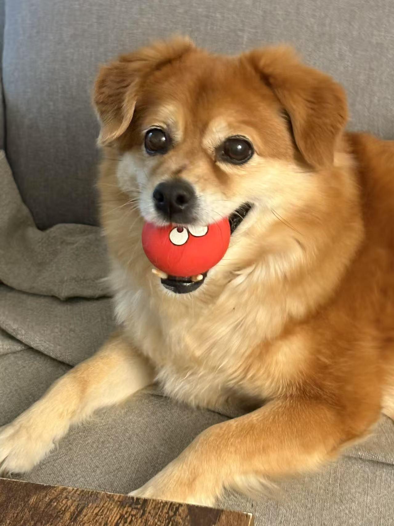 Enlarge Chloe, a Adoptable Mixed Breed in Woodinville, WA image 1/6