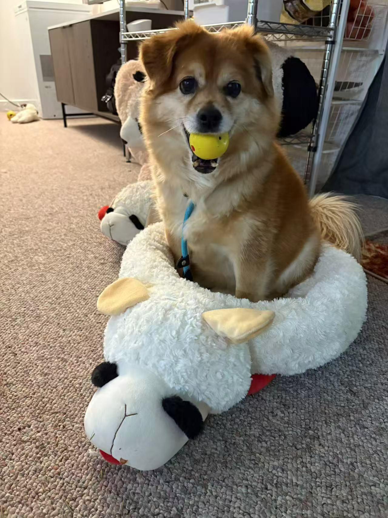 Enlarge Chloe, a Adoptable Mixed Breed in Woodinville, WA image 4/6