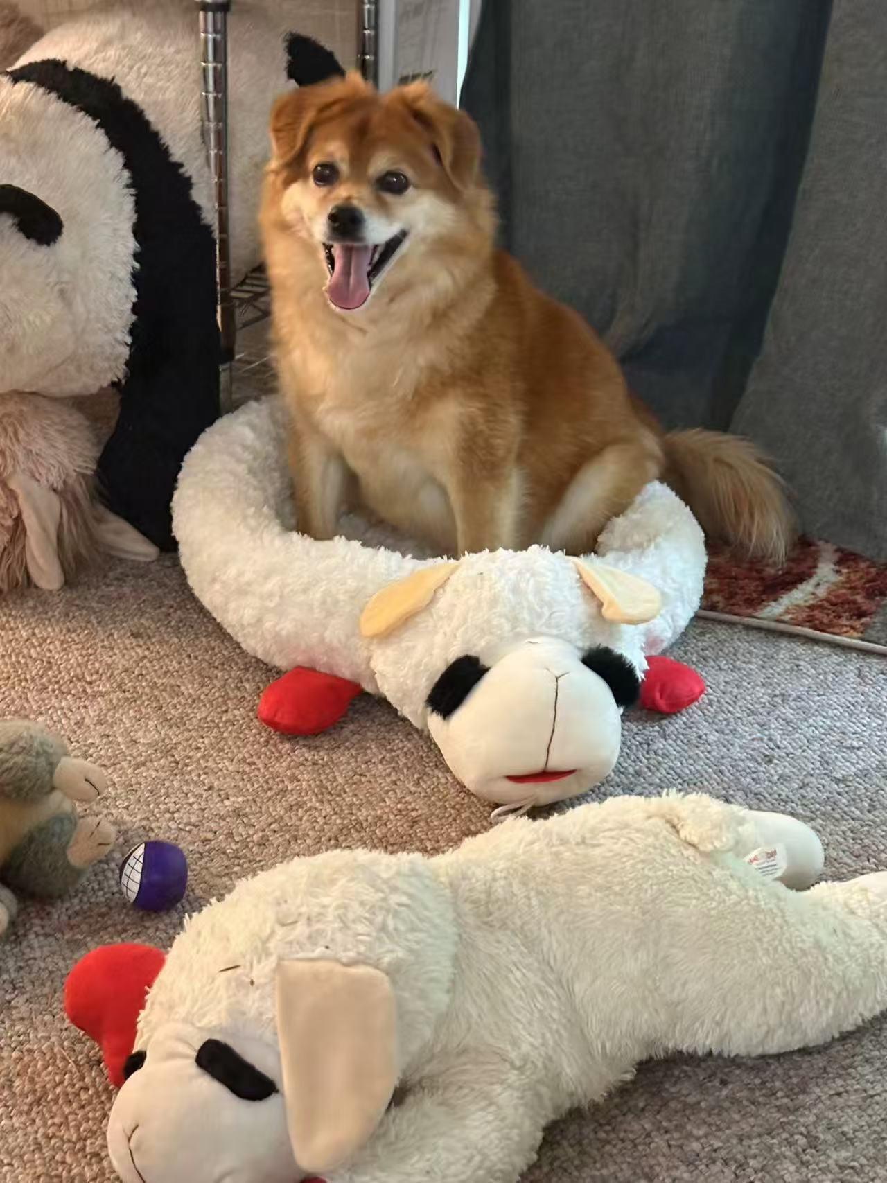 Enlarge Chloe, a Adoptable Mixed Breed in Woodinville, WA image 6/6