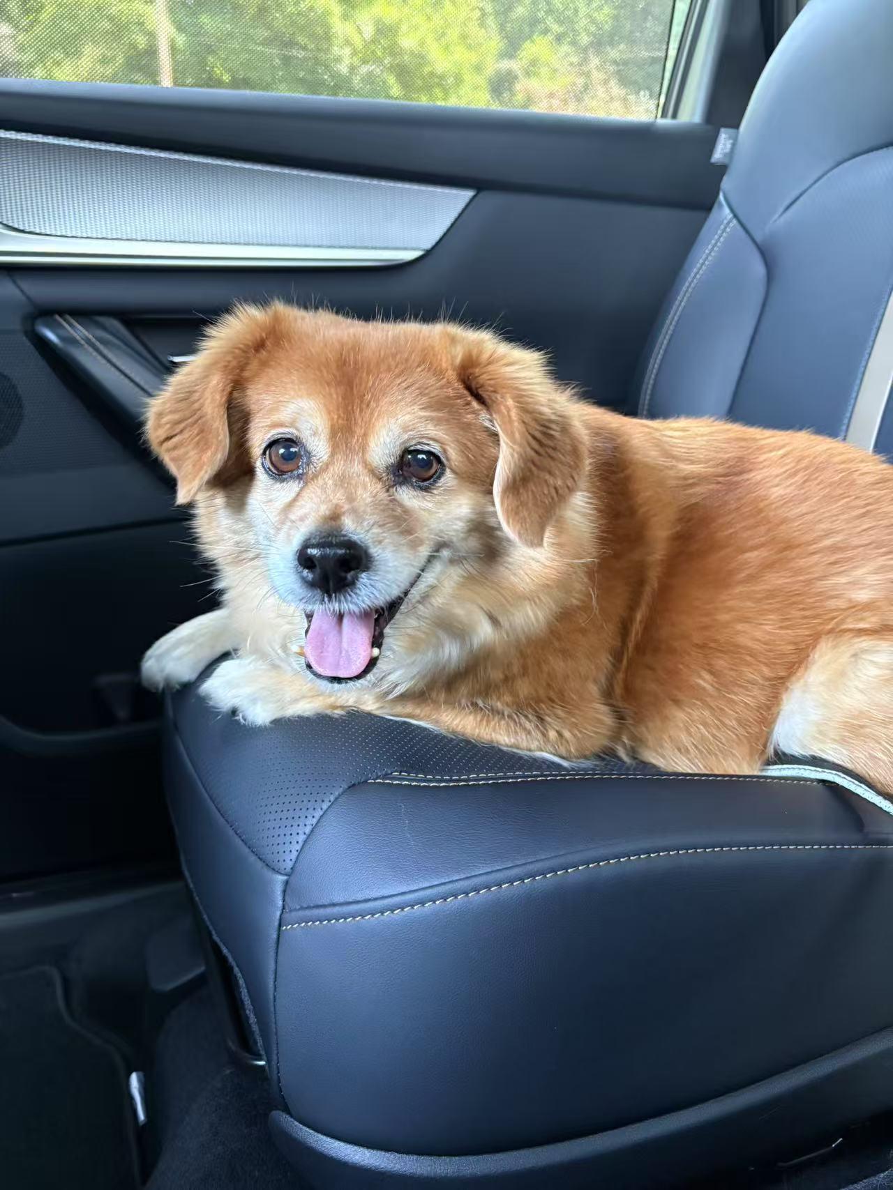 Enlarge Chloe, a Adoptable Mixed Breed in Woodinville, WA image 3/6