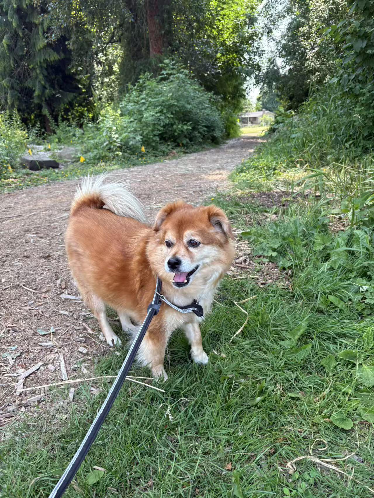 Enlarge Chloe, a Adoptable Mixed Breed in Woodinville, WA image 5/6