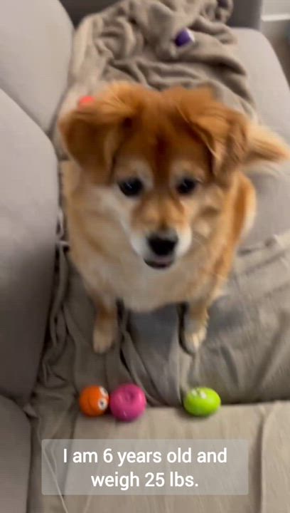 Enlarge Chloe, a Adoptable Mixed Breed in Woodinville, WA video 2/6