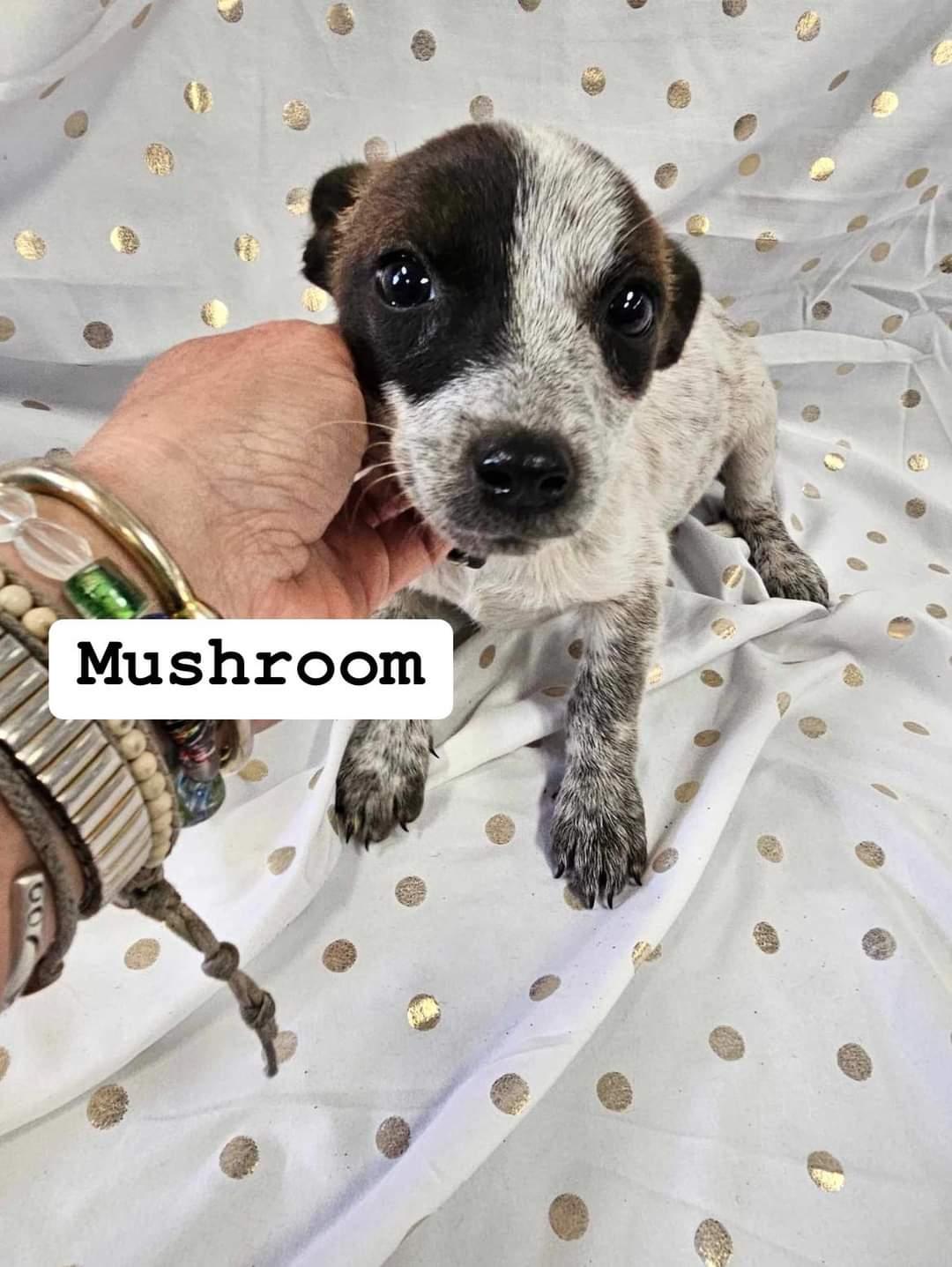 Enlarge Chico (Mushroom), a Adopted mixed breed in Broken Arrow, OK image 1/1