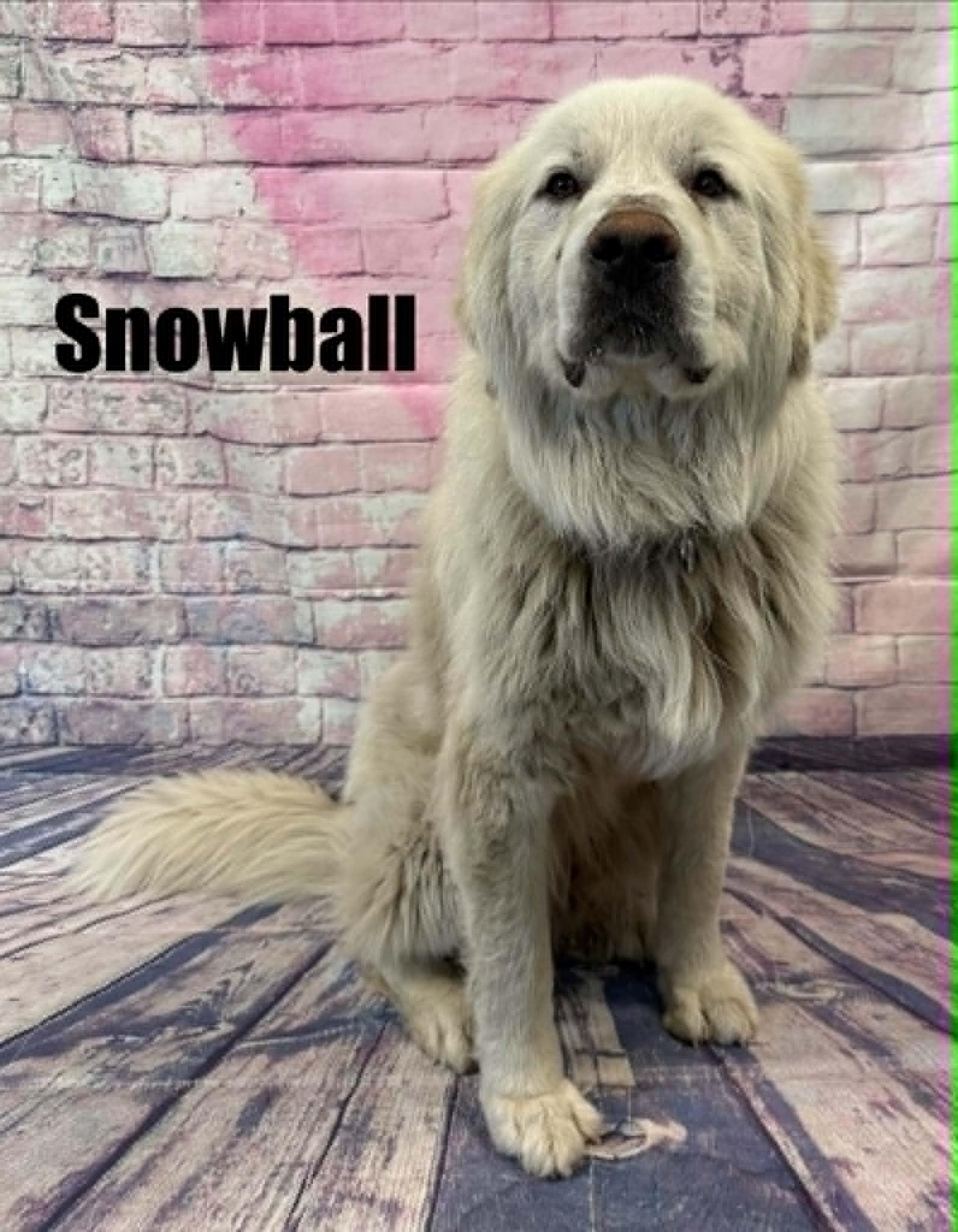 Snowball, a ADOPTABLE Great Pyrenees in Quincy, MI image 3/5