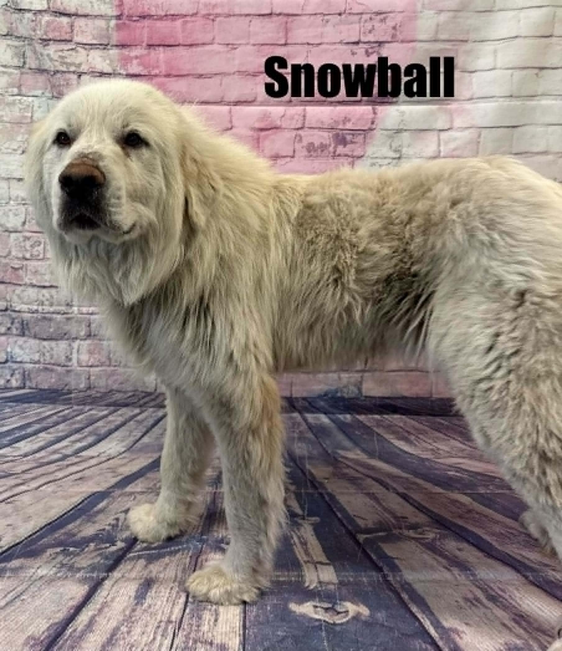 Snowball, a ADOPTABLE Great Pyrenees in Quincy, MI image 4/5