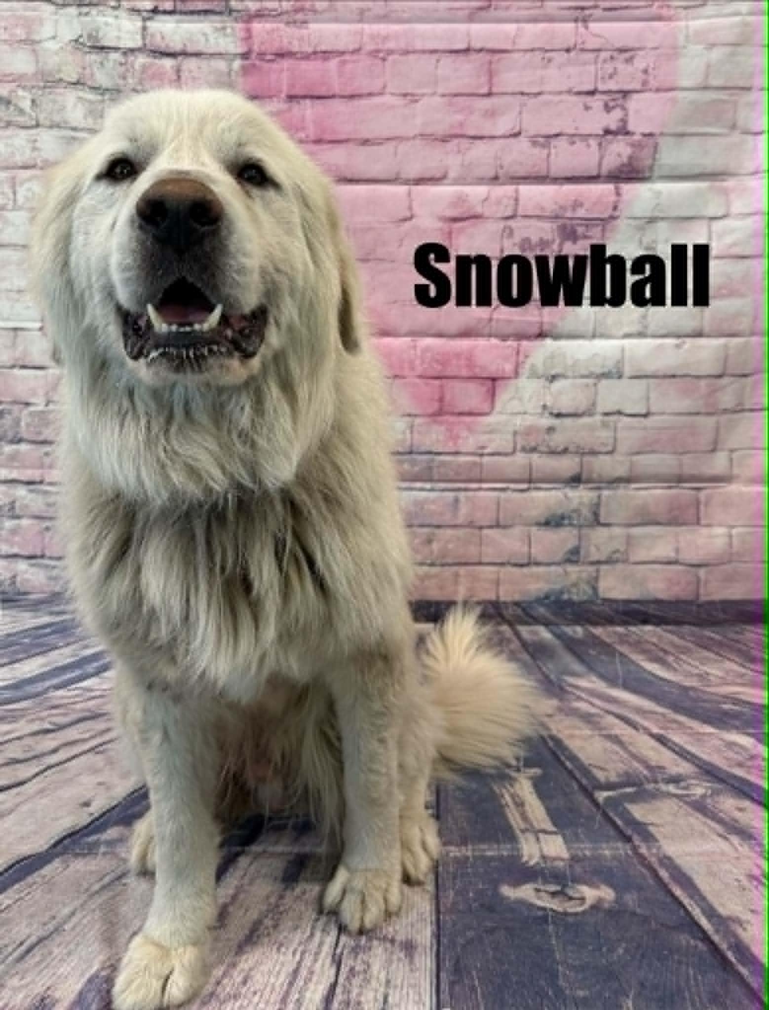 Snowball, a ADOPTABLE Great Pyrenees in Quincy, MI image 2/5
