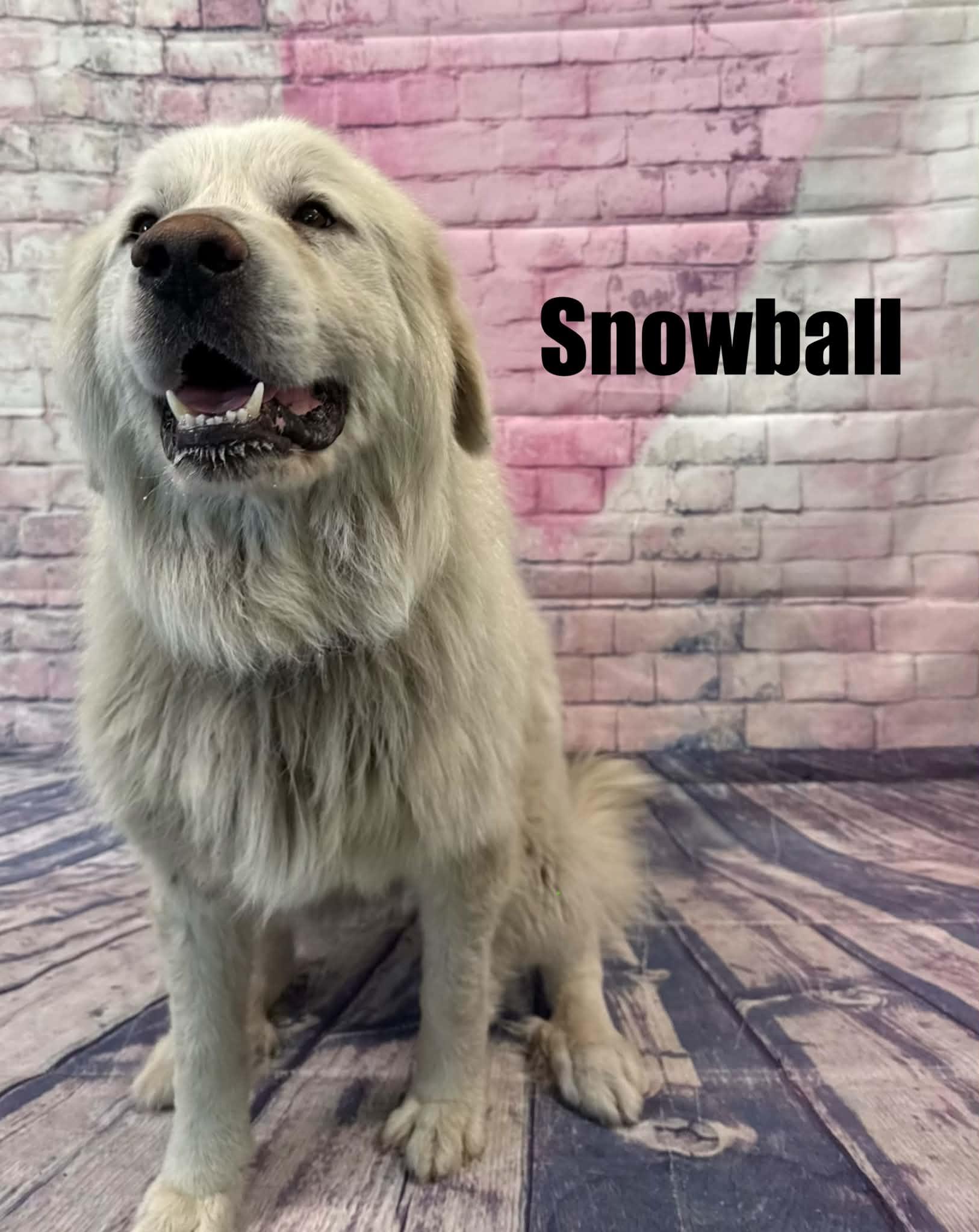 Snowball, a ADOPTABLE Great Pyrenees in Quincy, MI image 1/5
