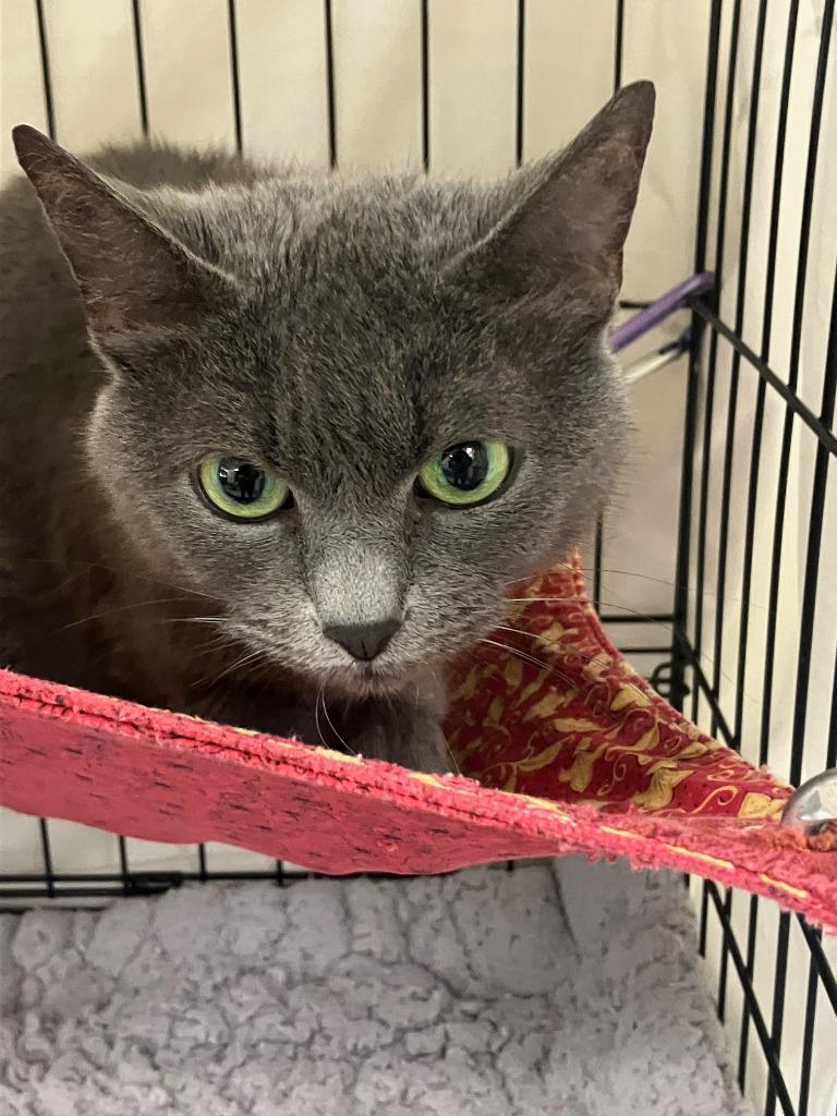 Enlarge Grayson, a Adoptable Russian Blue in Lunenburg, MA image 1/1