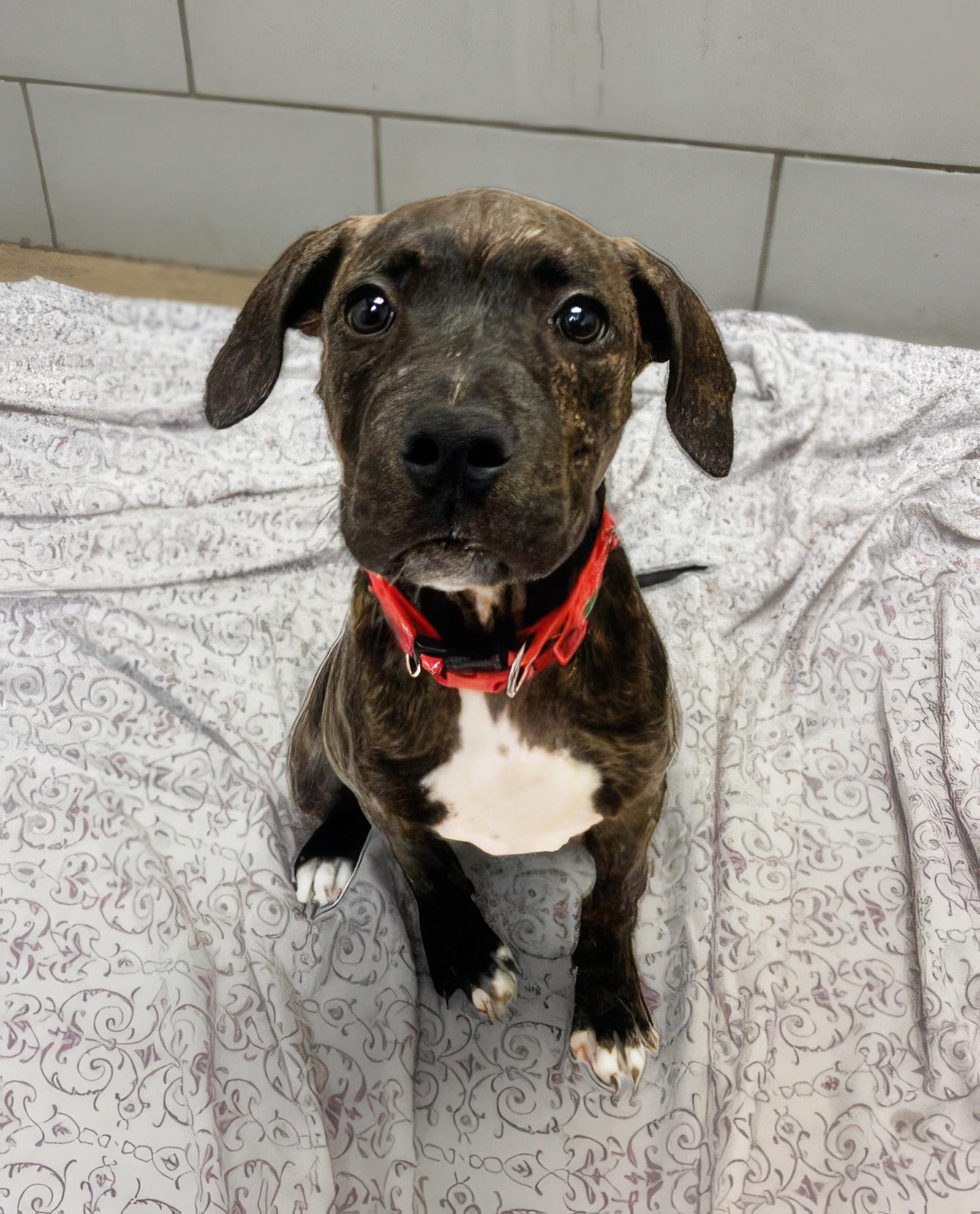 Wiggle, Adoptable, Puppy Female Mixed Breed.