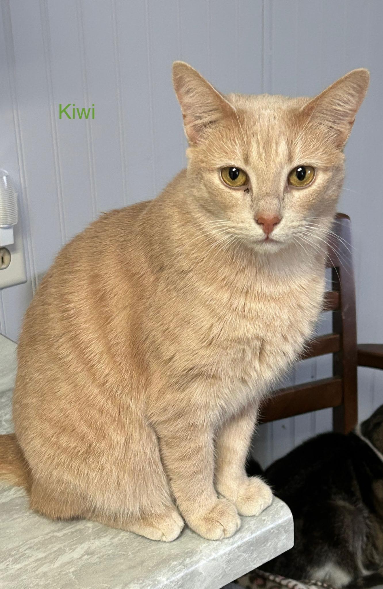 Enlarge Kiwi, a Adoptable American Shorthair in Mount Pleasant, PA image 1/1