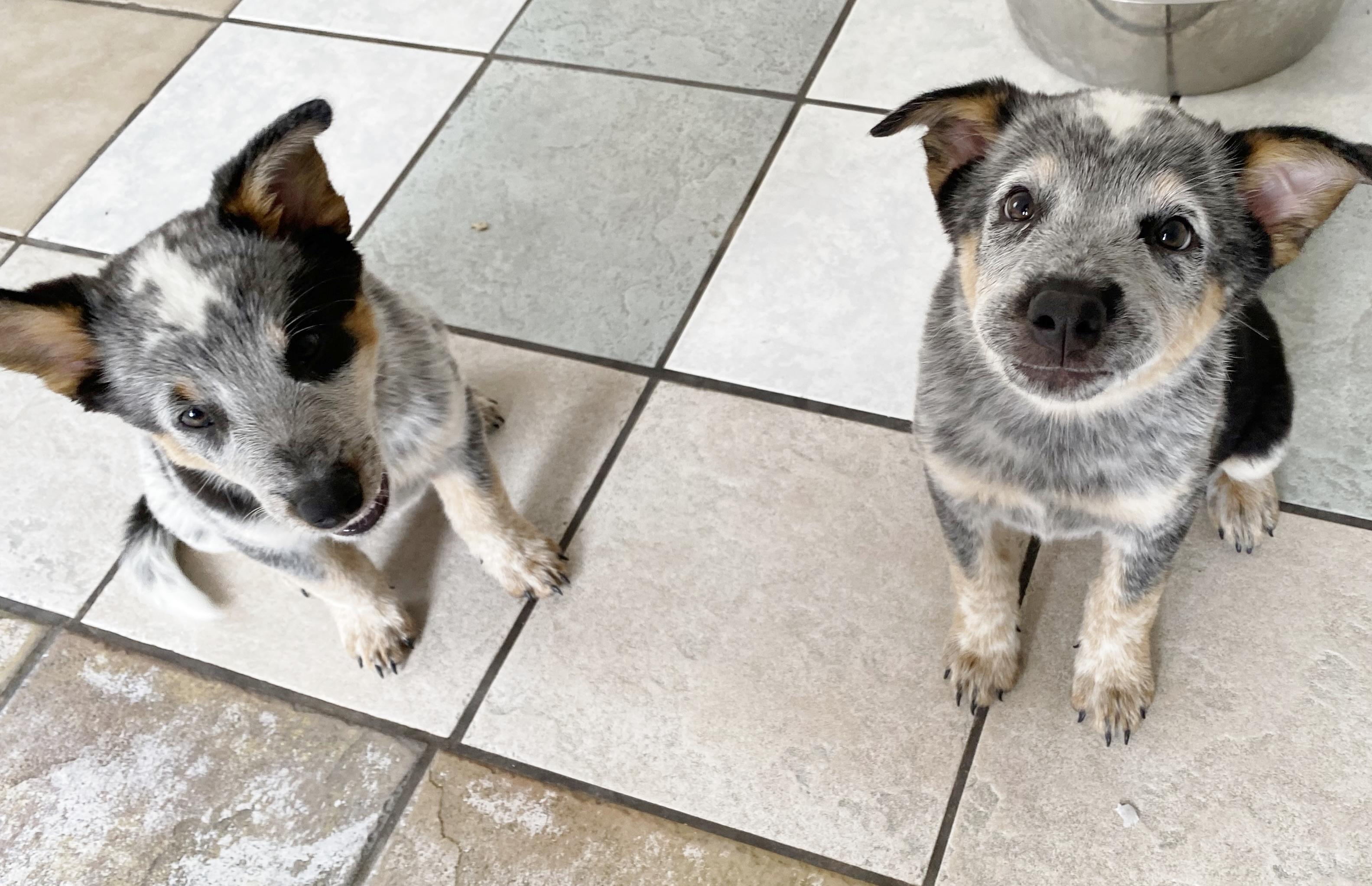 Bash and Knox, Baby Male Australian Cattle Dog / Blue Heeler