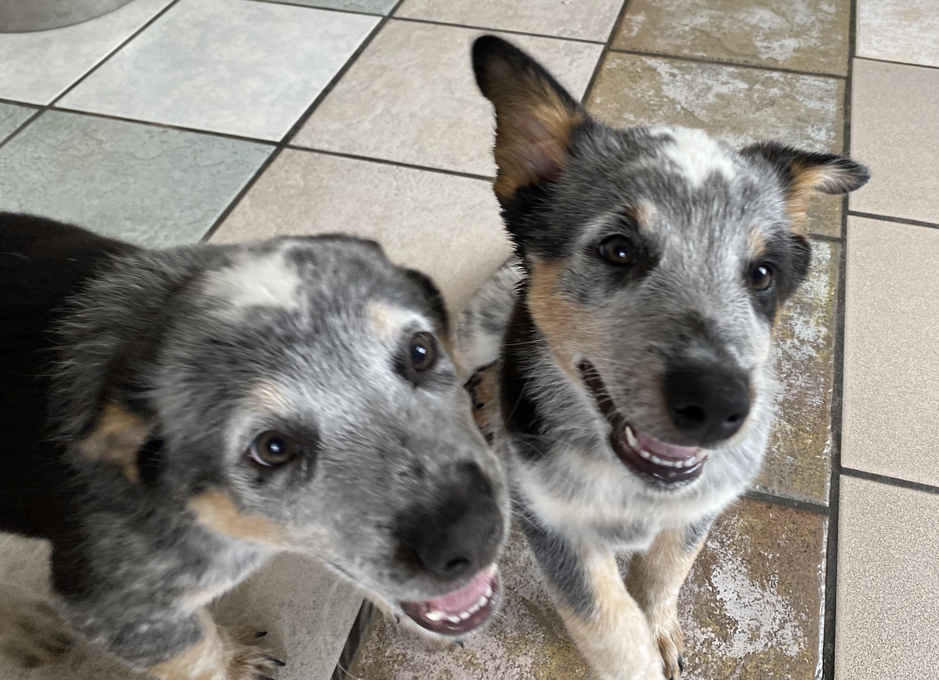 Bash and Knox photo 3