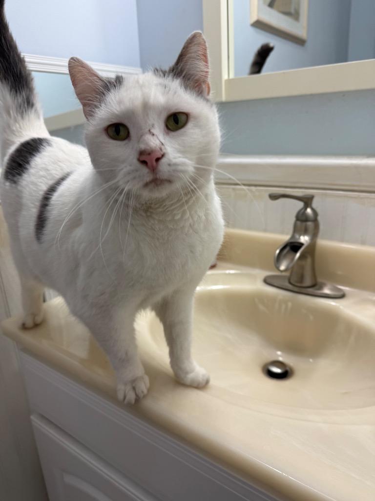 Oregon, Adoptable, Adult Female Domestic Short Hair.