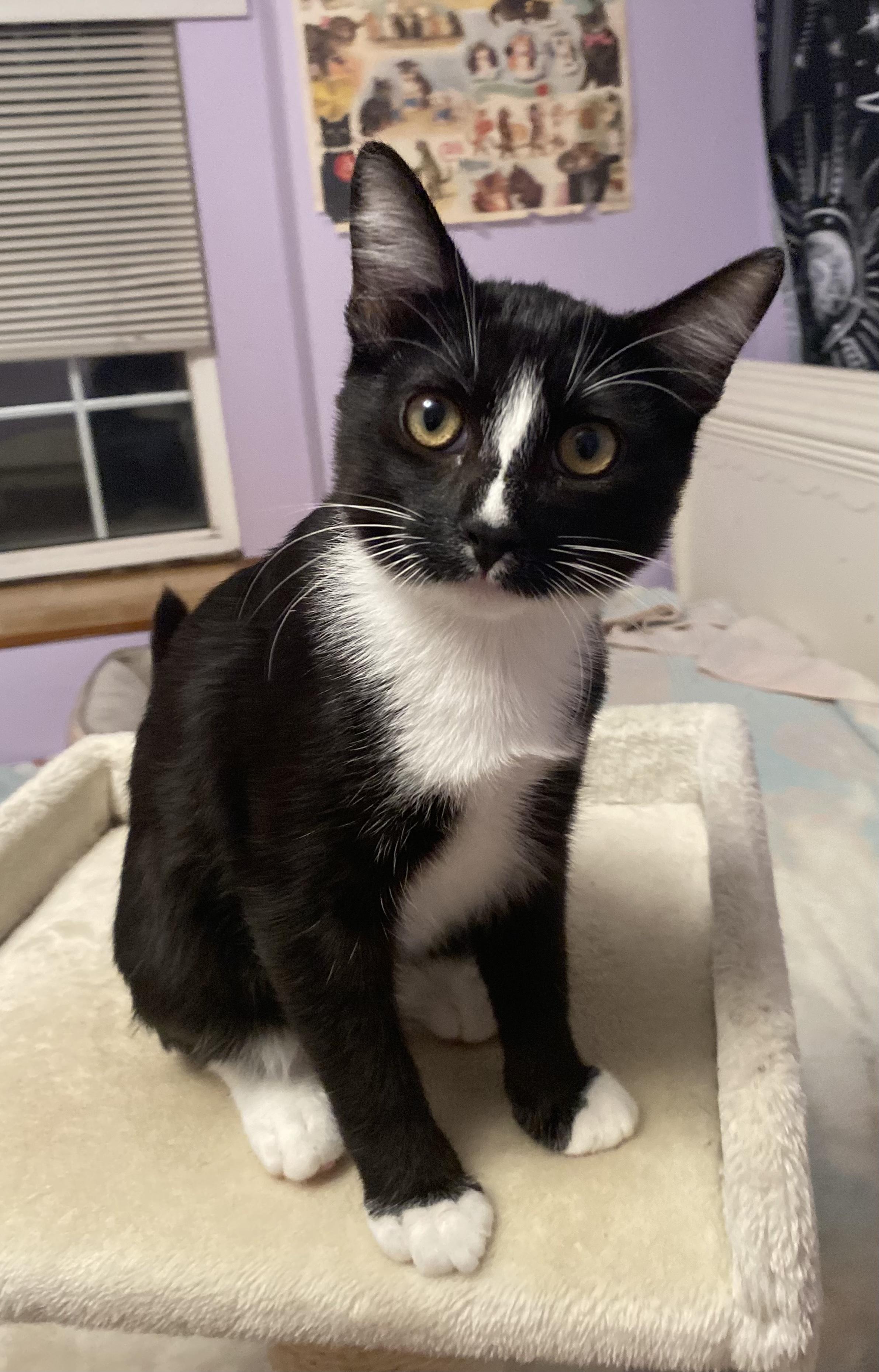Pocus, ADOPTABLE, Kitten Male Tuxedo.
