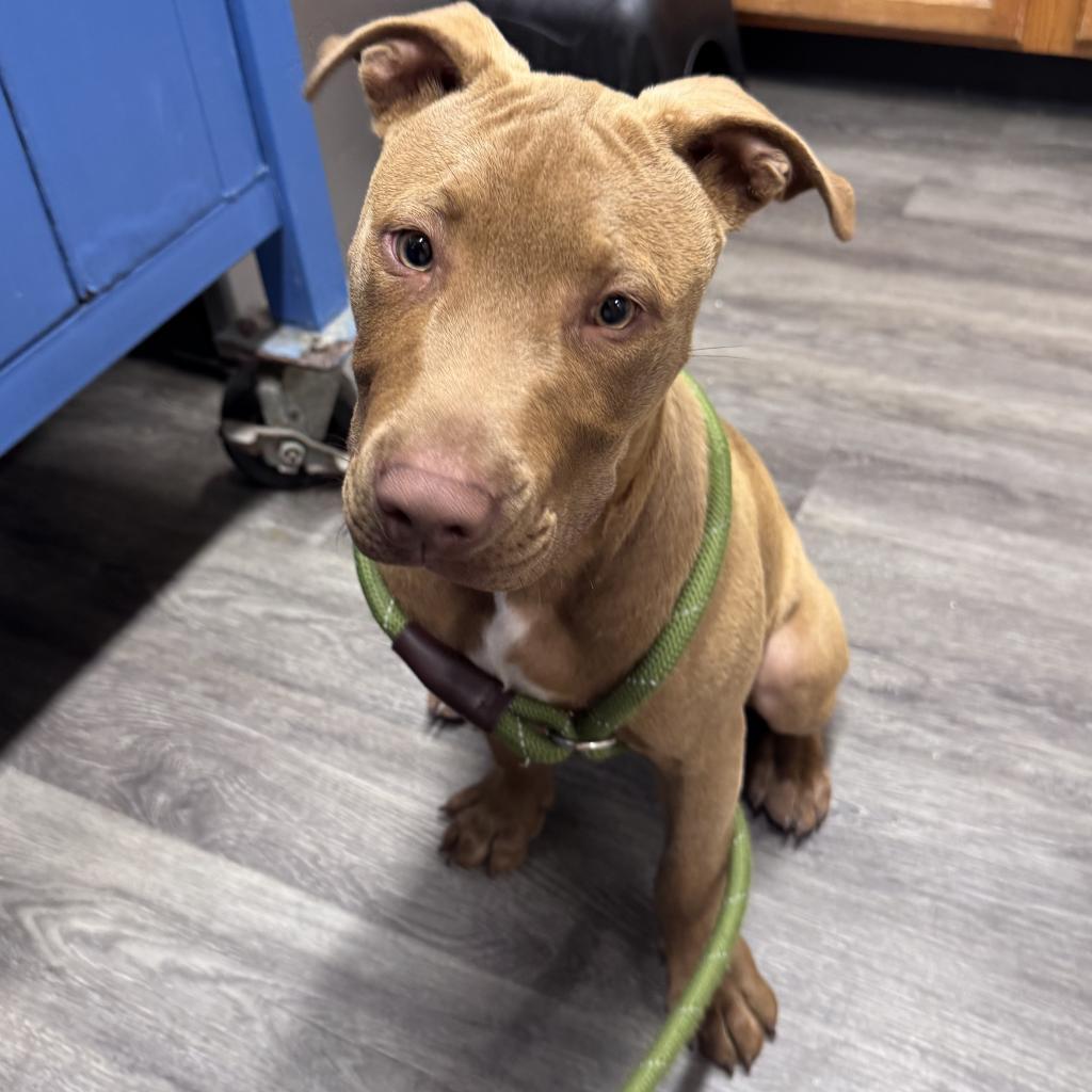 Rico, Baby Male Pit Bull Terrier